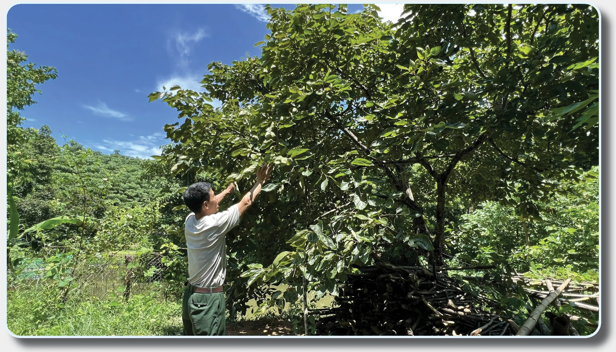 Cây hồng không hạt là nguồn thu nhập chính của gia đình ông Nguyễn Văn Khánh, Trưởng bản Liên Hà 6, vậy mà năm nay trên cây chỉ còn lác đác vài quả. Cây hồng không hạt là nguồn thu nhập chính của gia đình ông Nguyễn Văn Khánh, Trưởng bản Liên Hà 6, vậy mà năm nay trên cây chỉ còn lác đác vài quả.