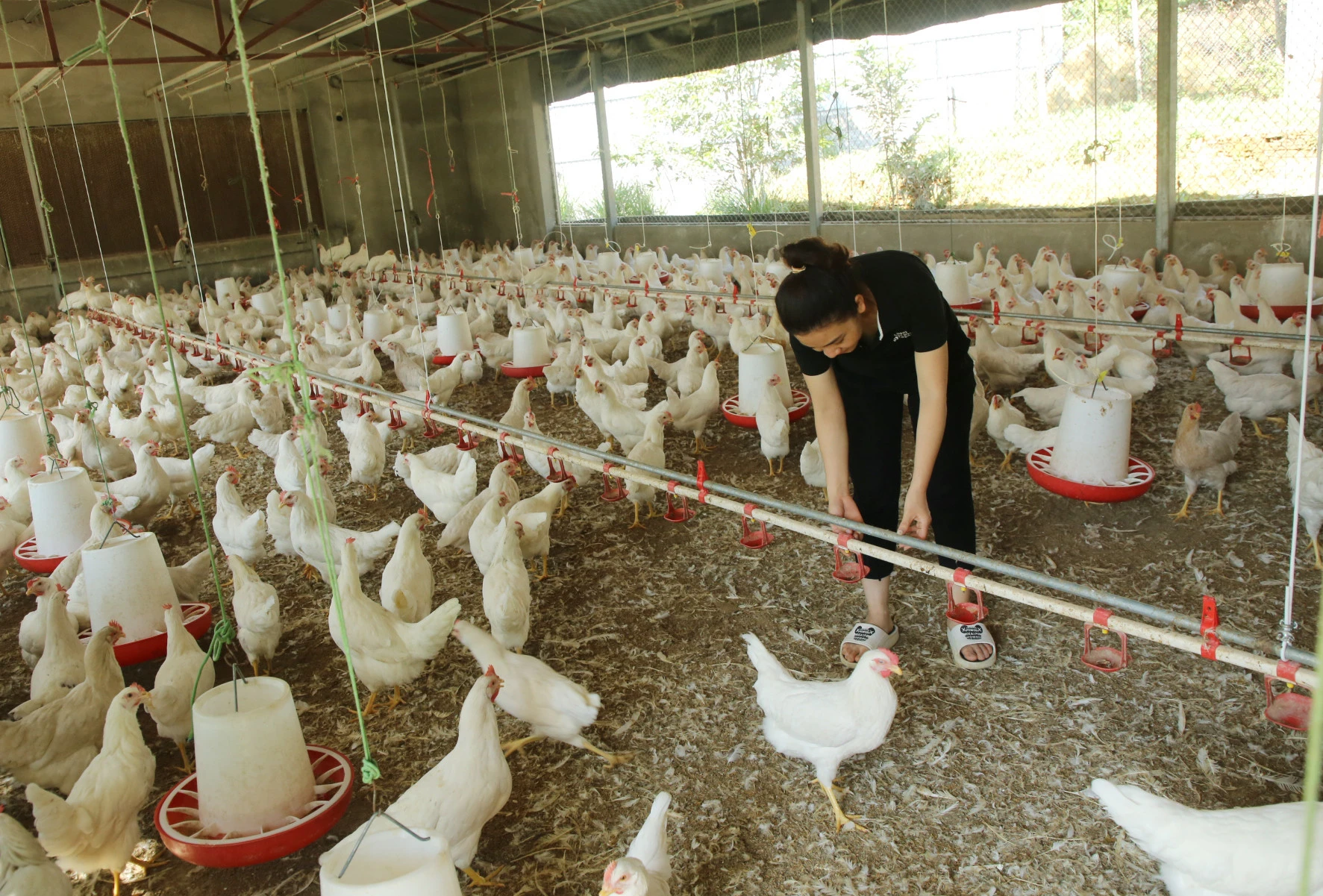 Trang trại đang có hàng nghìn con gà, mỗi ngày cung cấp khoảng 2.5000 quả trứng ra thị trường.