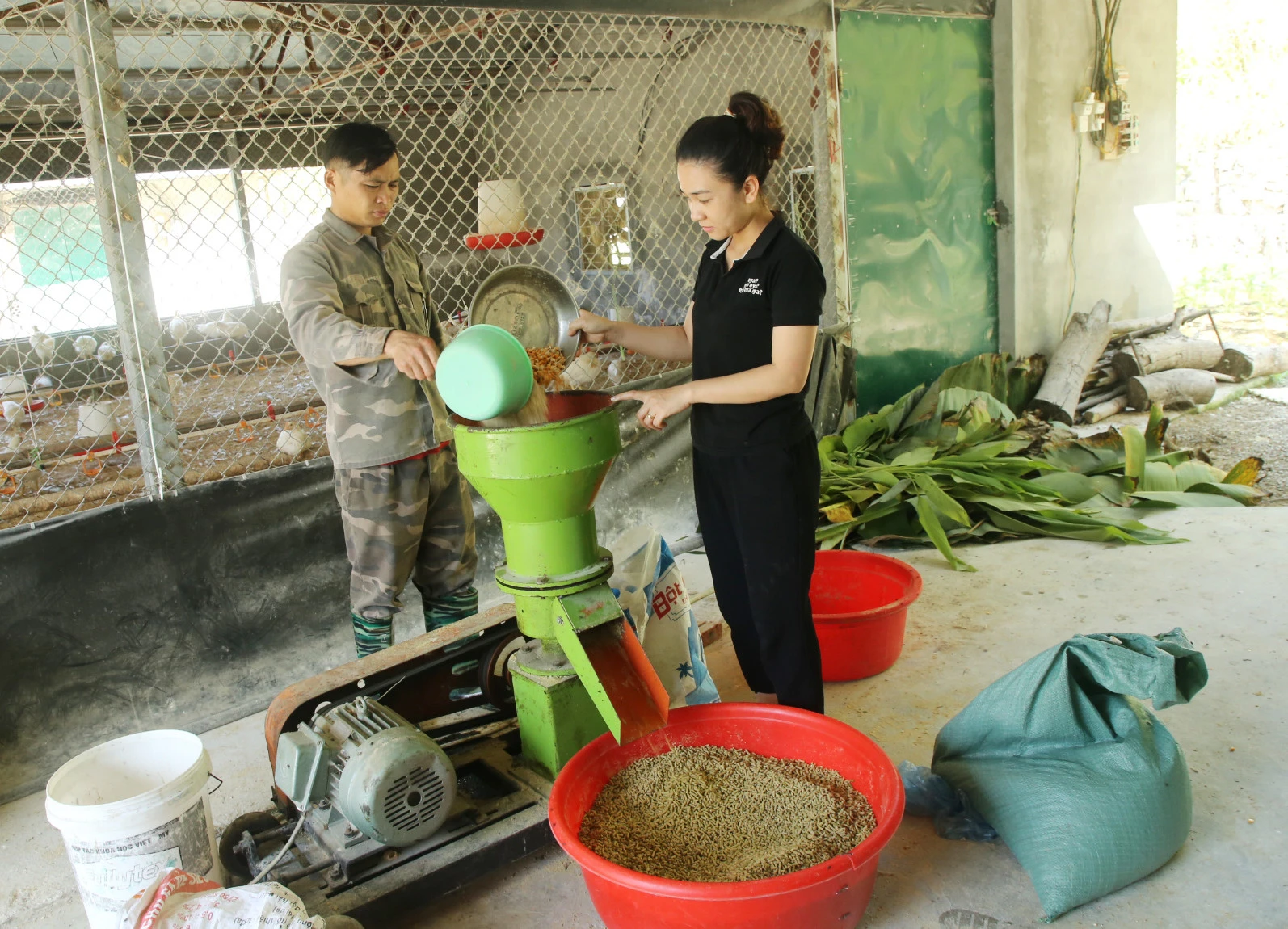 Chị Nguyễn Thị Út chế biến thức ăn cho gà.