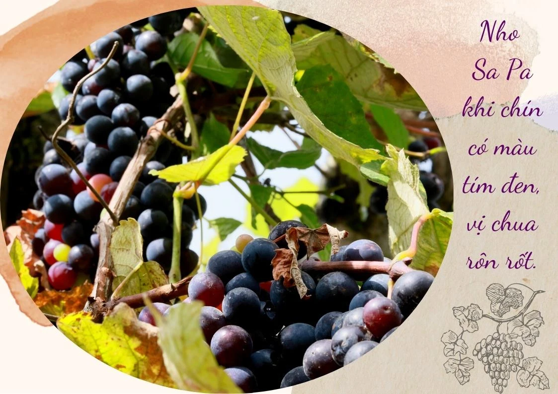 Sa Pa bảo tồn và phát triển giống nho Pháp ảnh 2 Sa Pa bảo tồn và phát triển giống nho Pháp ảnh 2
