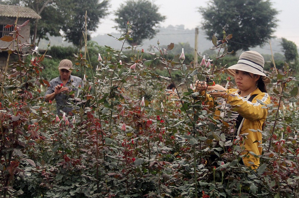 Nhộn nhịp làng hoa ven đô ảnh 6