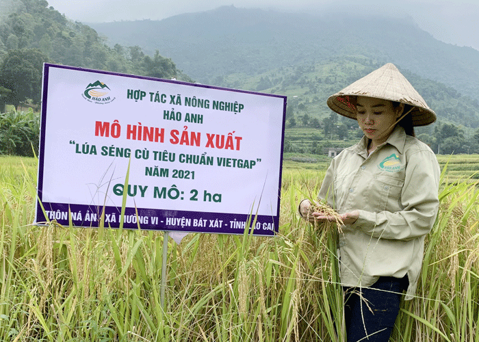Xây dựng thương hiệu cho lúa Mường Vi ảnh 2 Xây dựng thương hiệu cho lúa Mường Vi ảnh 2
