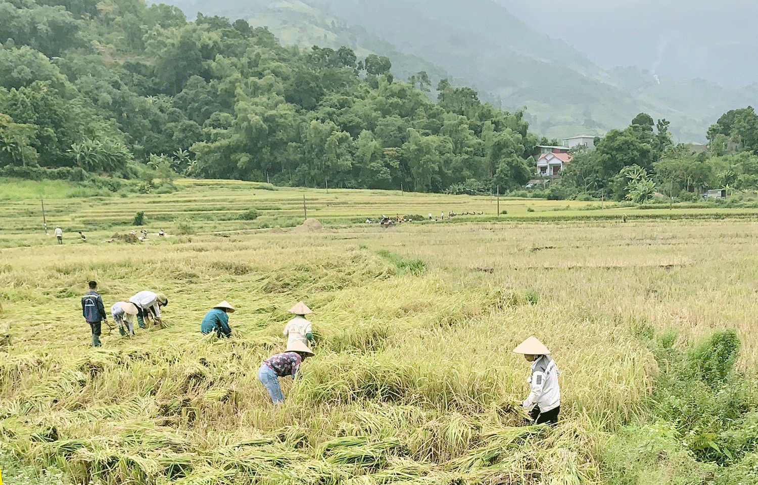 Xây dựng thương hiệu cho lúa Mường Vi ảnh 1 Xây dựng thương hiệu cho lúa Mường Vi ảnh 1
