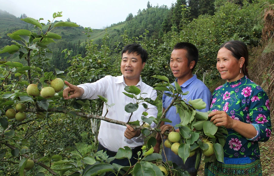 Anh Trần Văn Cường, Chủ tịch UBND xã Hoàng Thu Phố (trái ảnh) vận động người dân trồng cây lê VH6.
