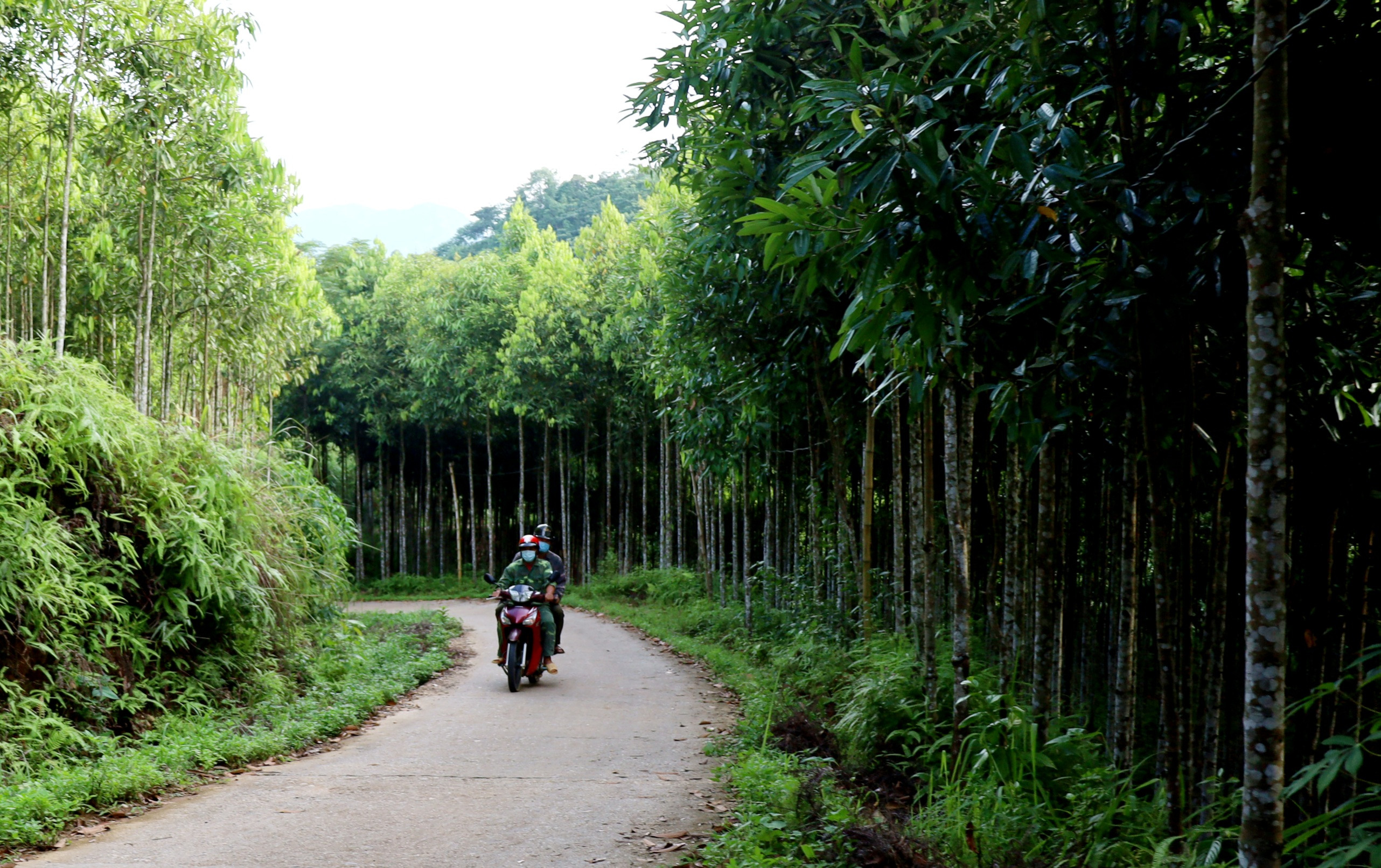 Xây dựng thương hiệu cho quế Bảo Yên ảnh 1
