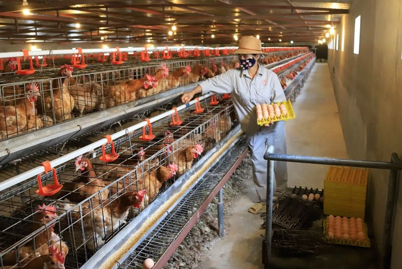 Thu hoạch trứng gà tại một trang trại chăn nuôi theo tiêu chuẩn VietGAP trên địa bàn xã Tiên Dương (huyện Đông Anh). Thu hoạch trứng gà tại một trang trại chăn nuôi theo tiêu chuẩn VietGAP trên địa bàn xã Tiên Dương (huyện Đông Anh).