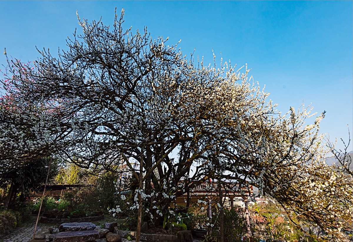 Cây mận hậu đại thụ quý hiếm ở Sa Pa ảnh 1