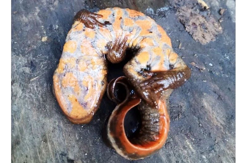 Cá cóc bụng hoa được phát hiện ở Khu bảo tồn thiên nhiên Hoàng Liên-Văn Bàn (Lào Cai). (Ảnh: Chi cục Kiểm lâm Lào Cai)