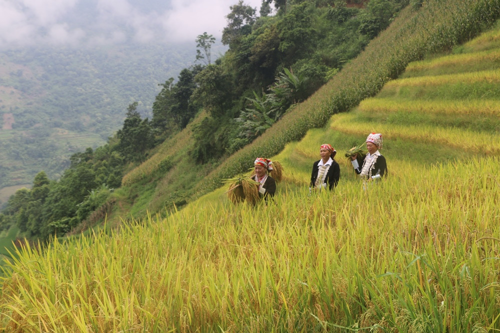 Nghi lễ rước hồn lúa của người Dao đỏ ảnh 2