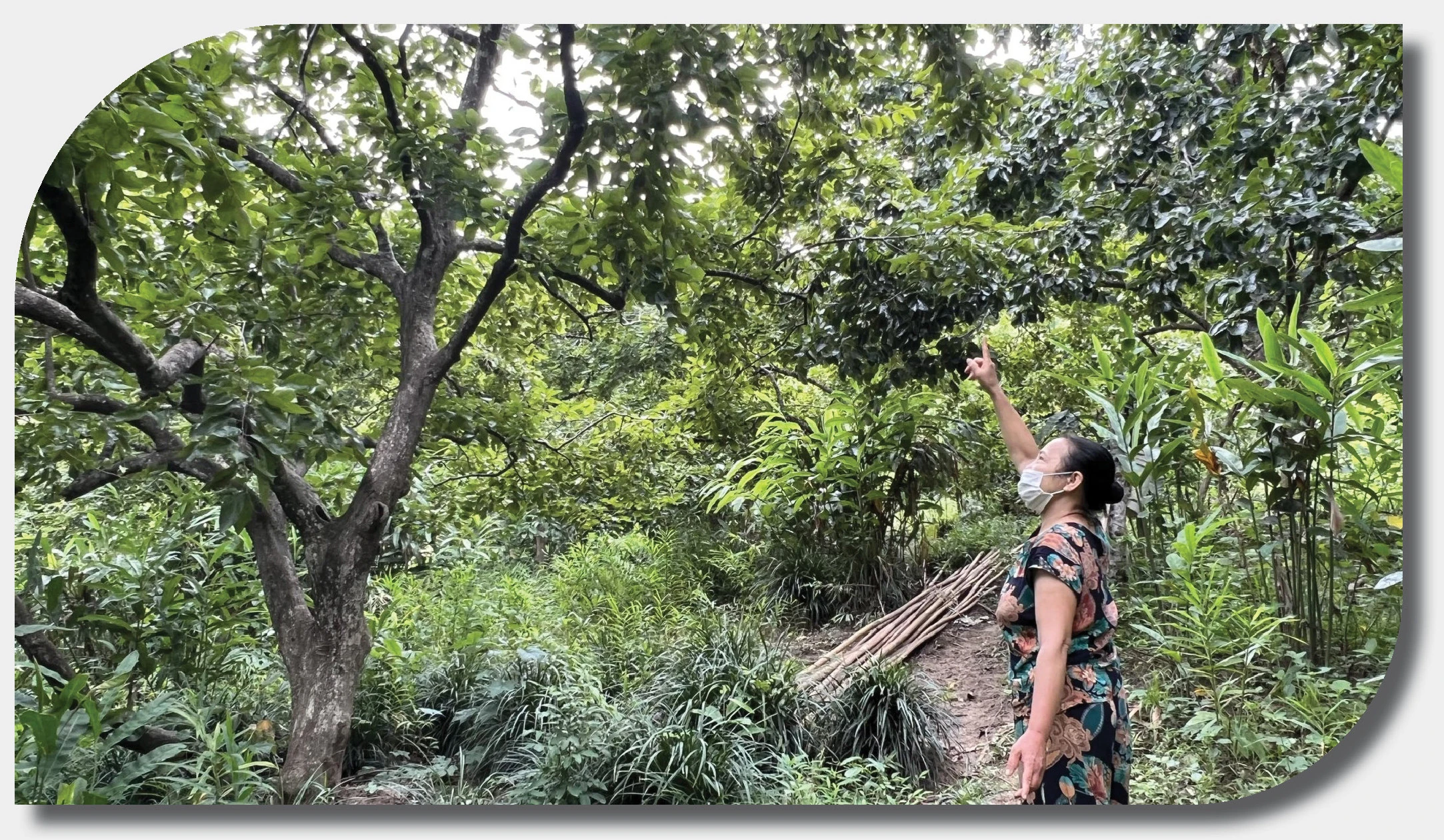 Vườn hồng lâu năm của gia đình bà Phạm Thị Thơm, thôn Tân An 1 bị giảm 70% sản lượng so với mọi năm. Vườn hồng lâu năm của gia đình bà Phạm Thị Thơm, thôn Tân An 1 bị giảm 70% sản lượng so với mọi năm.