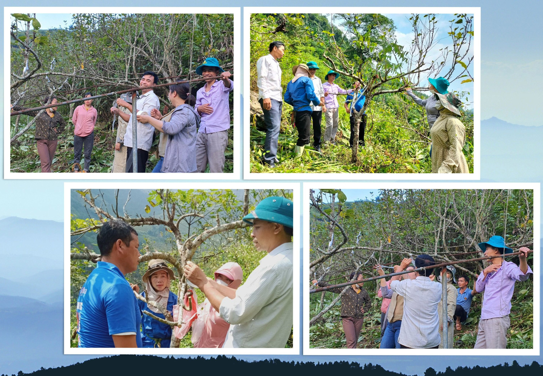 Vừa ghép mắt vừa chuyển giao kỹ thuật sản xuất giữa các cơ quan chuyên môn và cán bộ địa phương. Vừa ghép mắt vừa chuyển giao kỹ thuật sản xuất giữa các cơ quan chuyên môn và cán bộ địa phương.