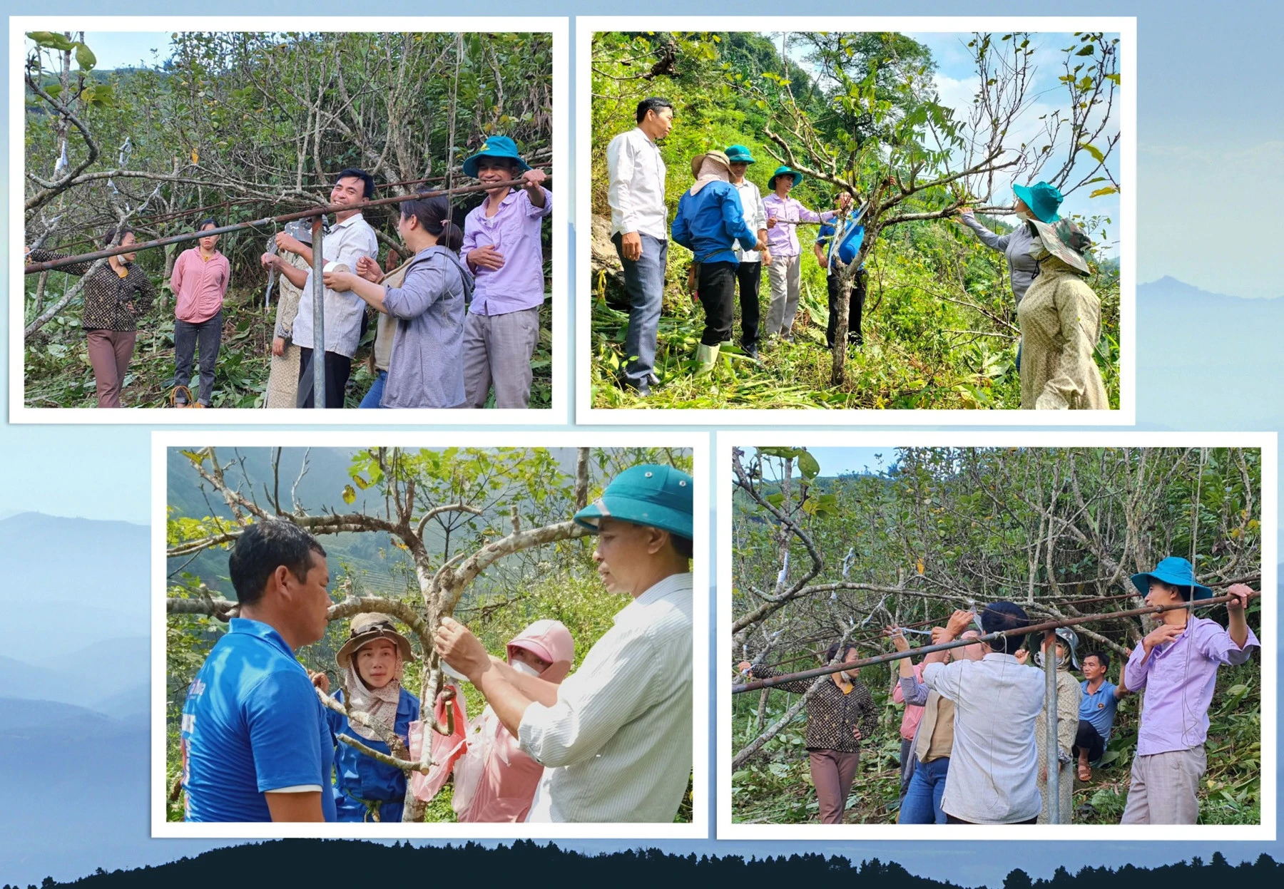 Vừa ghép mắt vừa chuyển giao kỹ thuật sản xuất giữa các cơ quan chuyên môn và cán bộ địa phương.