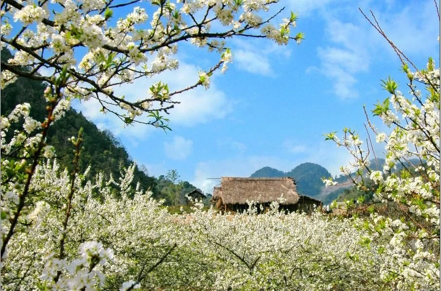Mùa xuân Bắc Hà.