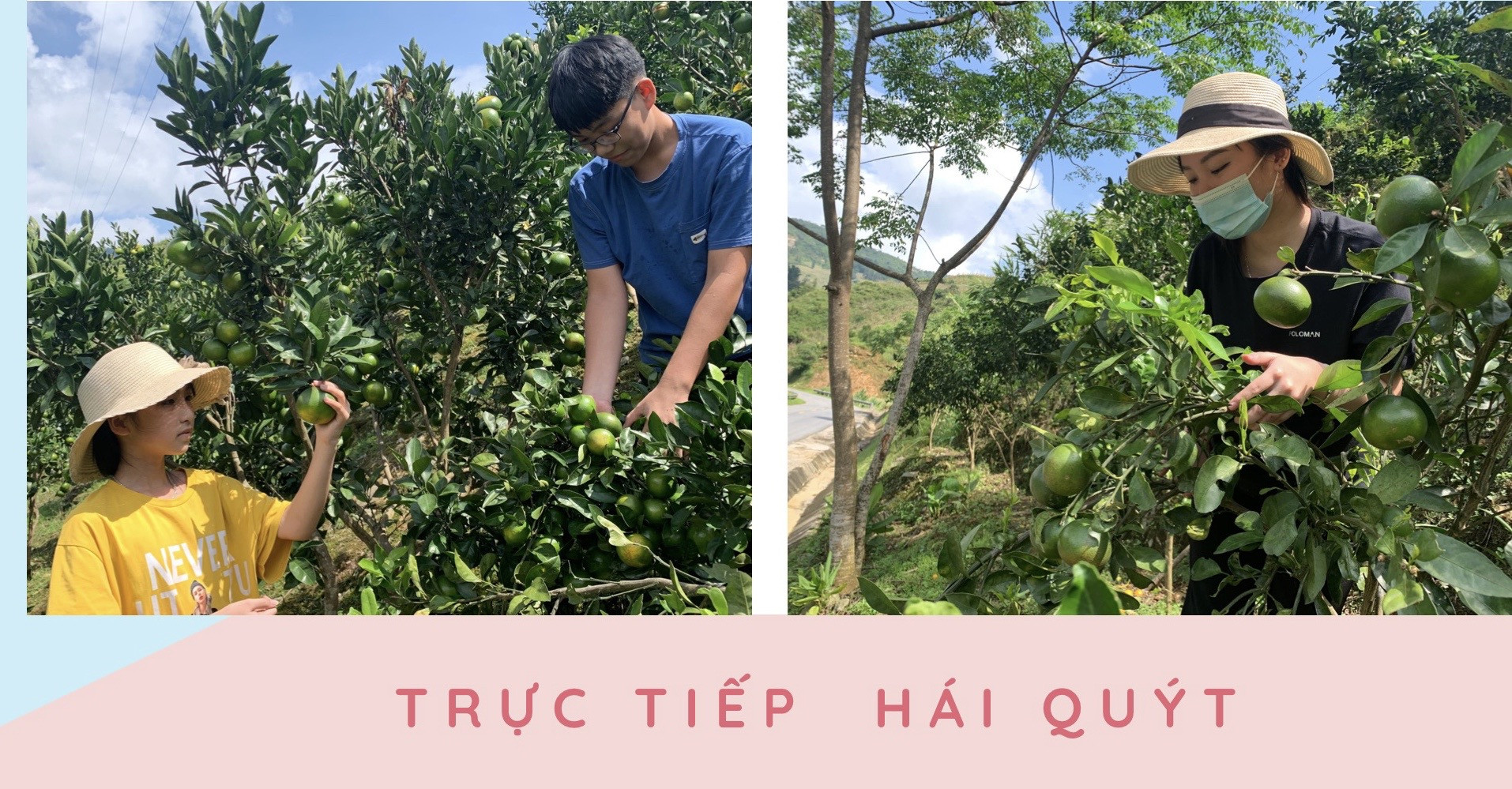 Xứ Mường vào vụ quýt chín sớm ảnh 4