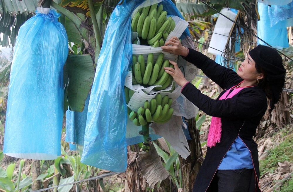 San Bang: Vẽ” màu xanh trên đất ảnh 2