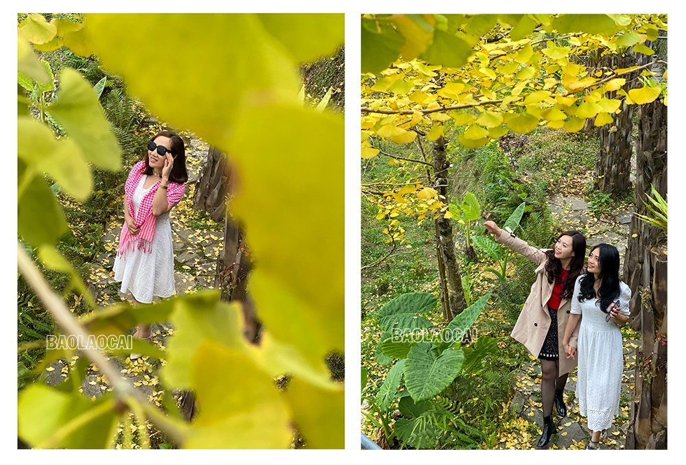 Rặng cây vàng rực sắc ở Sa Pa ảnh 7 Rặng cây vàng rực sắc ở Sa Pa ảnh 7