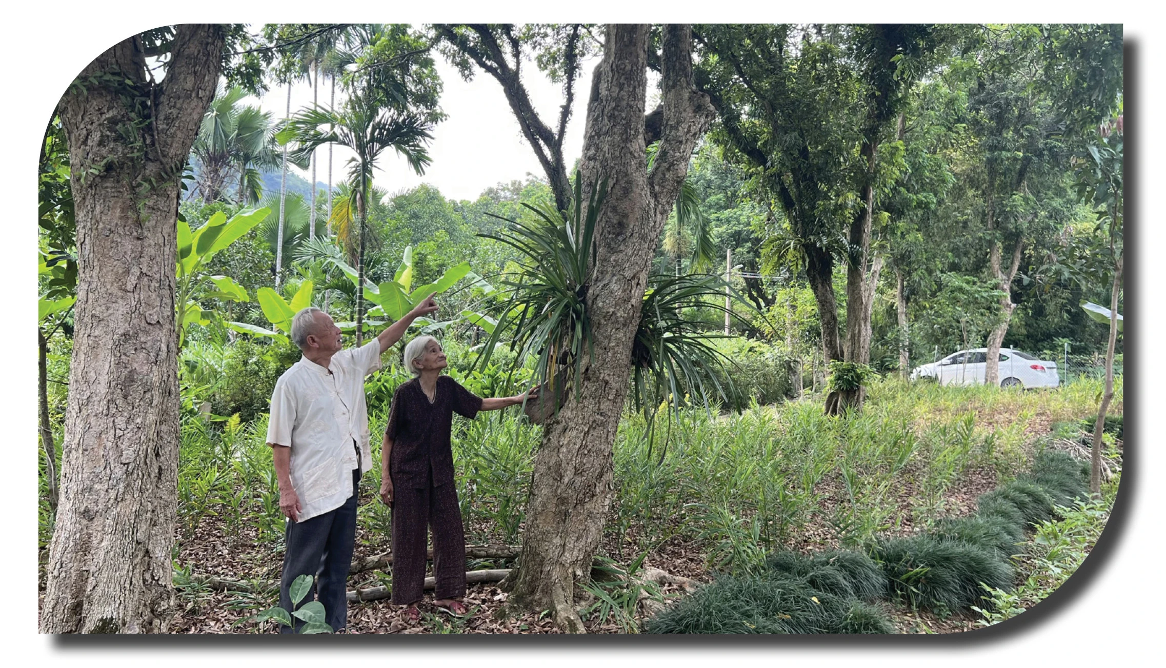 Những cây nhãn được gia đình đảng viên Đỗ Văn Thiệp mang lên trồng tại xã Xuân Quang (Bảo Thắng) những năm 70 của thế kỷ trước.