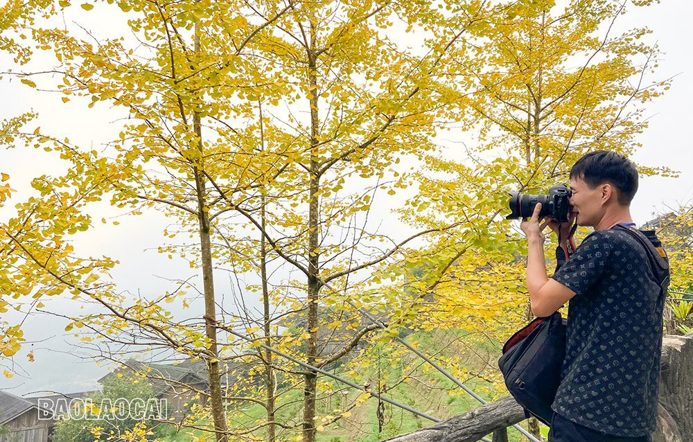 Rặng cây vàng rực sắc ở Sa Pa ảnh 9 Rặng cây vàng rực sắc ở Sa Pa ảnh 9