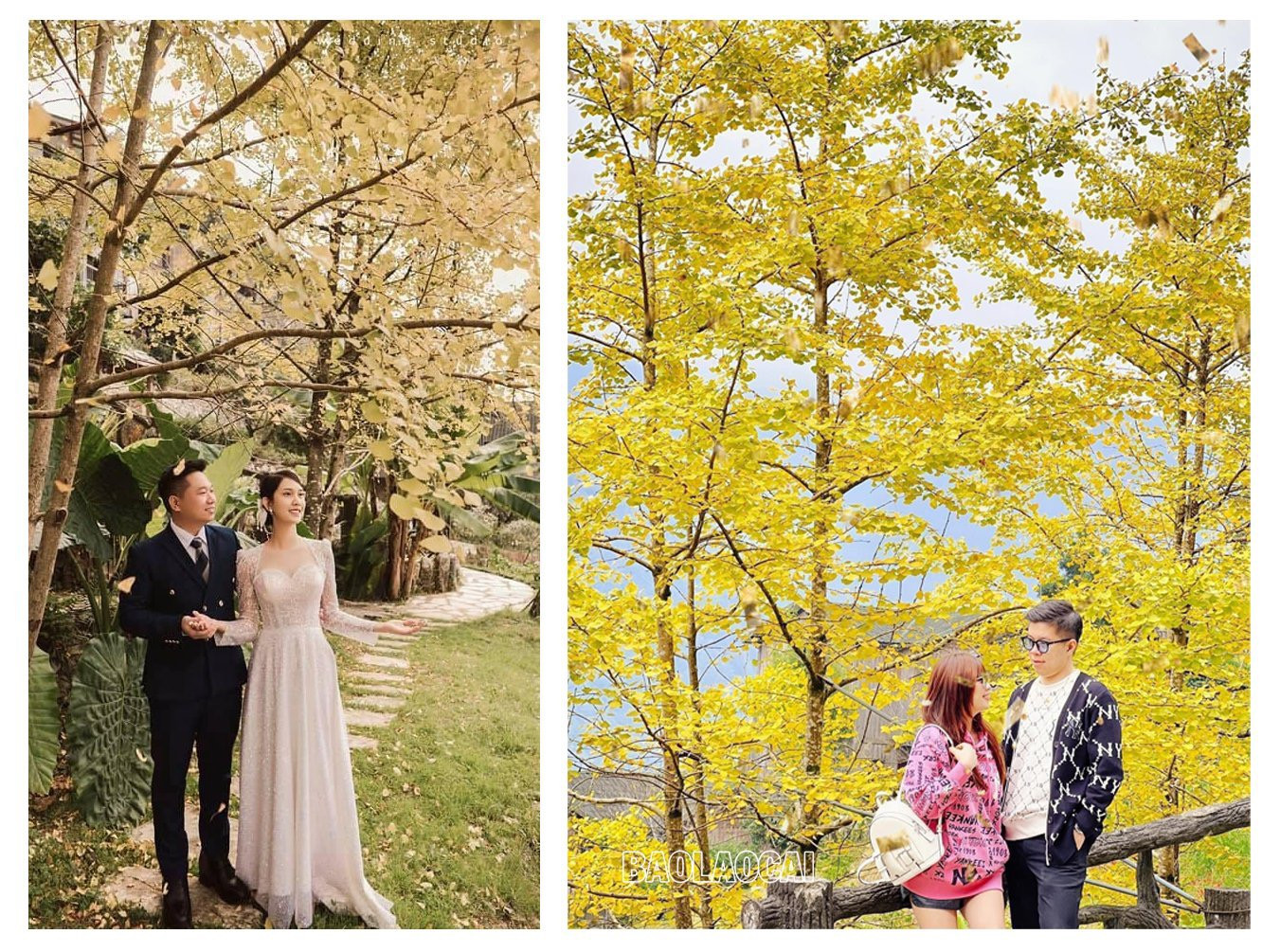 Rặng cây vàng rực sắc ở Sa Pa ảnh 8 Rặng cây vàng rực sắc ở Sa Pa ảnh 8