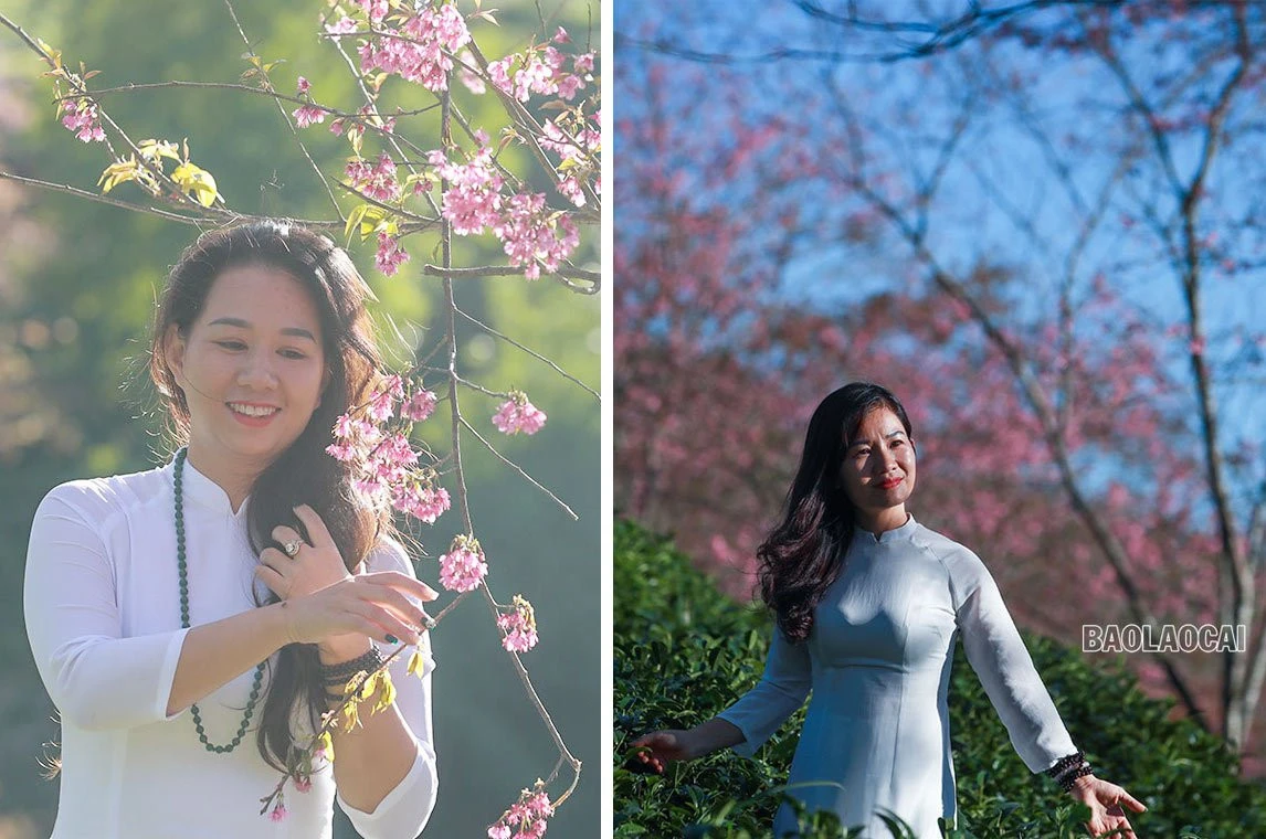 Du khách thích thú ngắm hoa anh đào Sa Pa ảnh 6