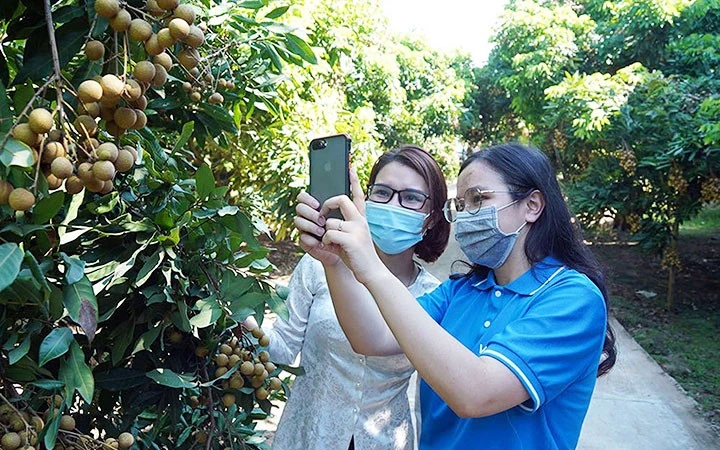 Nhân viên sàn thương mại điện tử Vỏ Sò hướng dẫn người dân Đồng Tháp đưa các sản phẩm nông sản tiêu thụ qua kênh bán hàng trực tuyến. Nhân viên sàn thương mại điện tử Vỏ Sò hướng dẫn người dân Đồng Tháp đưa các sản phẩm nông sản tiêu thụ qua kênh bán hàng trực tuyến.