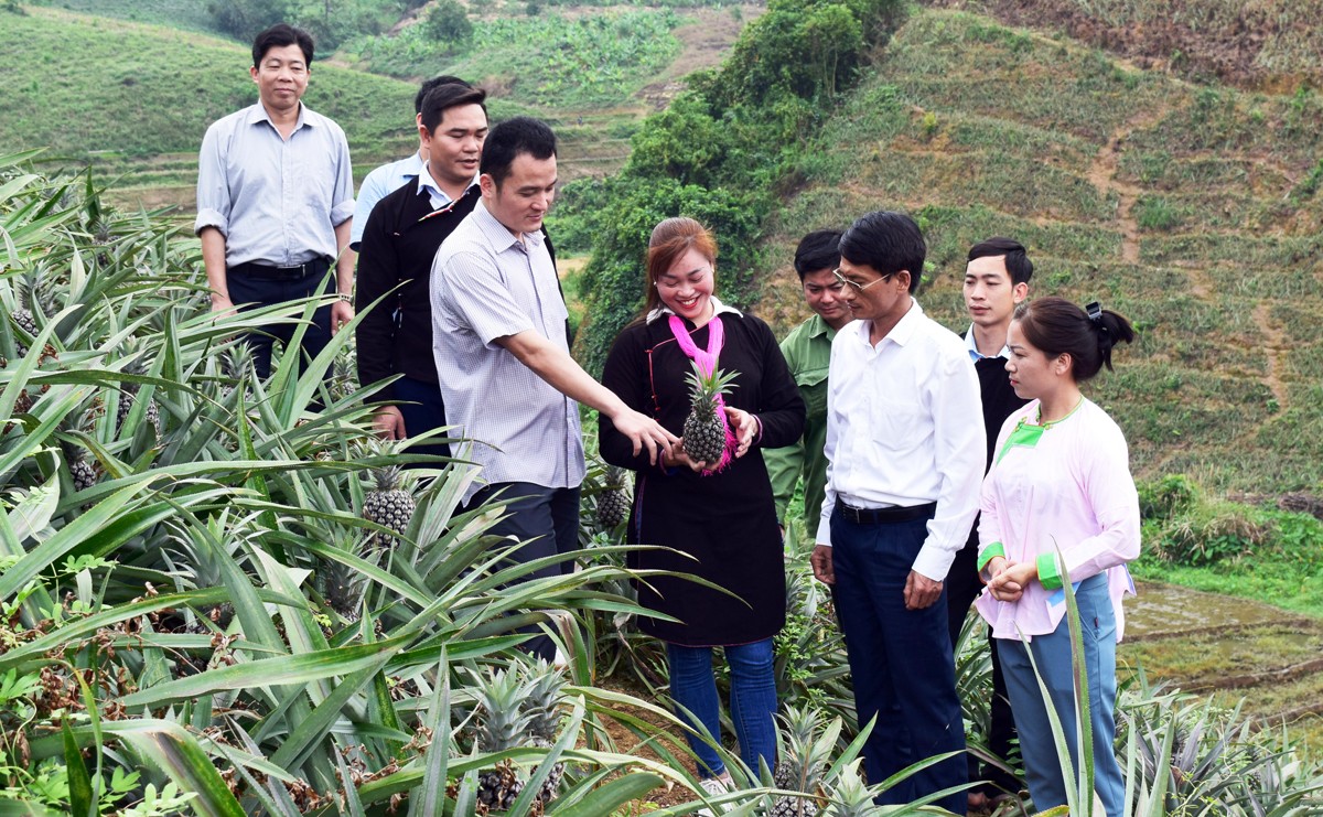 Thăm vùng dứa thôn Pạc Bo, xã Bản Lầu. Thăm vùng dứa thôn Pạc Bo, xã Bản Lầu.