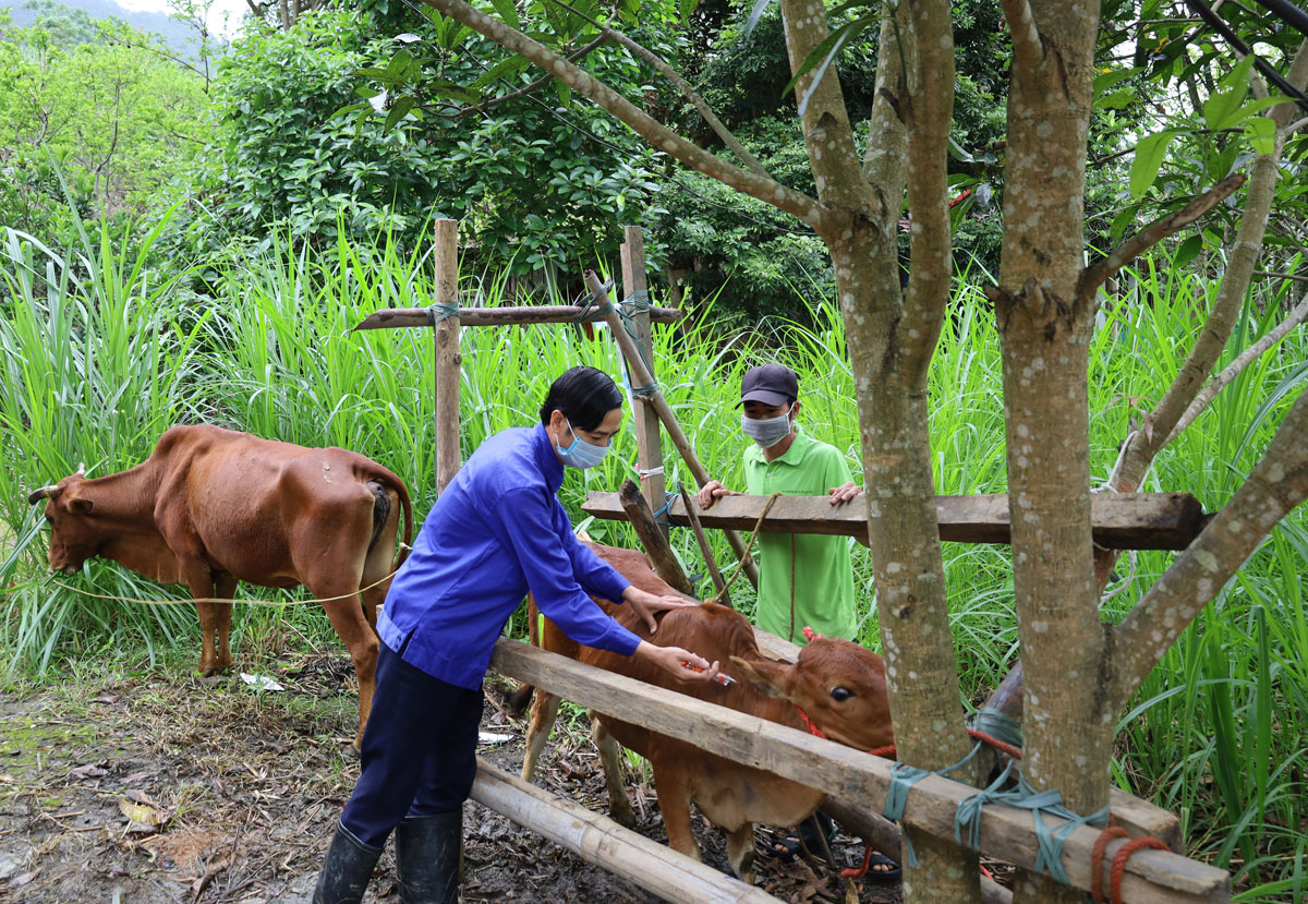 Cán bộ thú y cơ sở thực hiện nhiệm vụ tiêm phòng cho vật nuôi. Cán bộ thú y cơ sở thực hiện nhiệm vụ tiêm phòng cho vật nuôi.