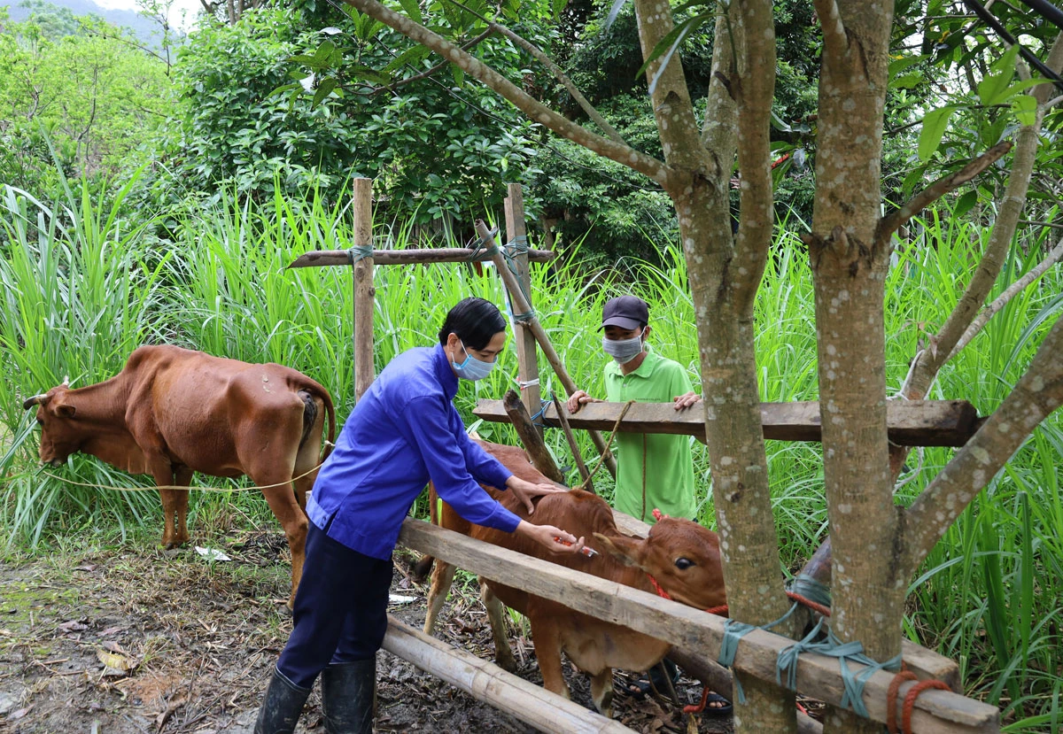 Cán bộ thú y cơ sở thực hiện nhiệm vụ tiêm phòng cho vật nuôi.