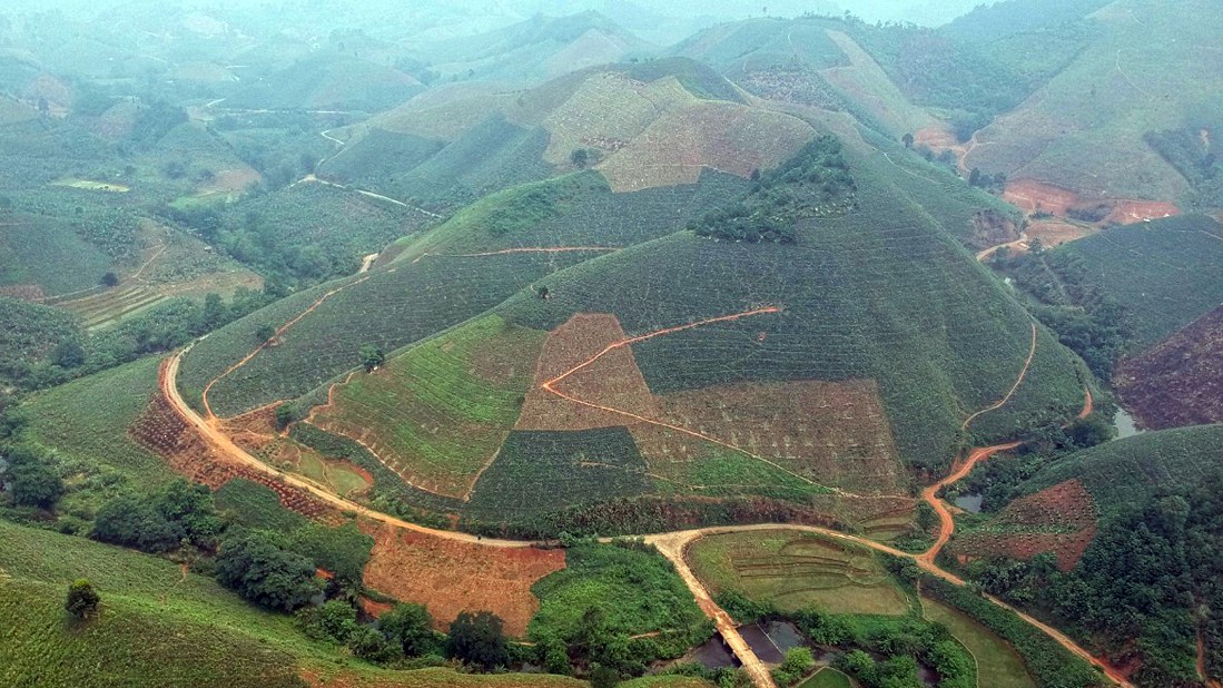 Từ nay đến tháng 5/2022, vùng dứa Mường Khương có khoảng 375/1.368 ha sẽ cho thu hoạch quả. Từ nay đến tháng 5/2022, vùng dứa Mường Khương có khoảng 375/1.368 ha sẽ cho thu hoạch quả.