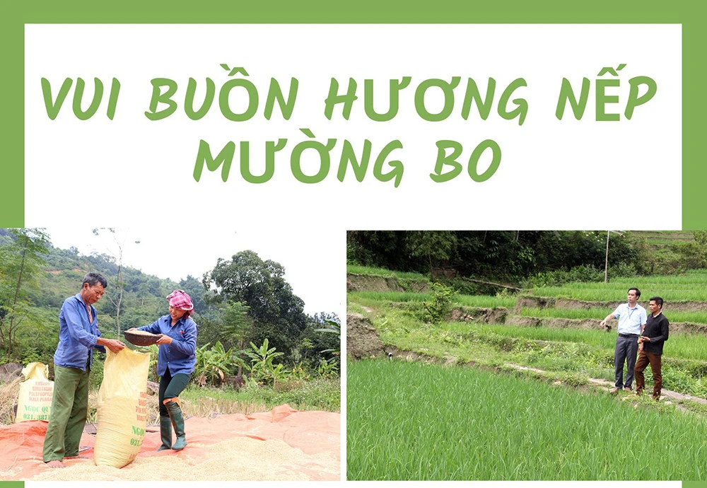 Vui buồn hương nếp Mường Bo ảnh 1