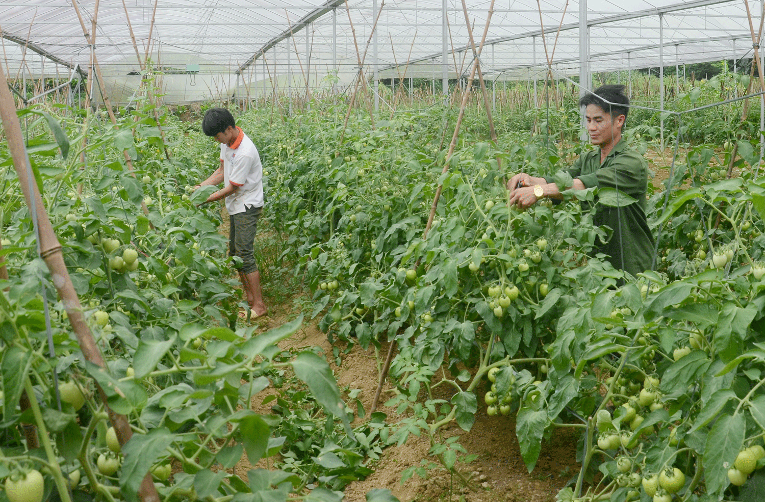 Tà Chải xây dựng nông thôn mới nâng cao ảnh 1