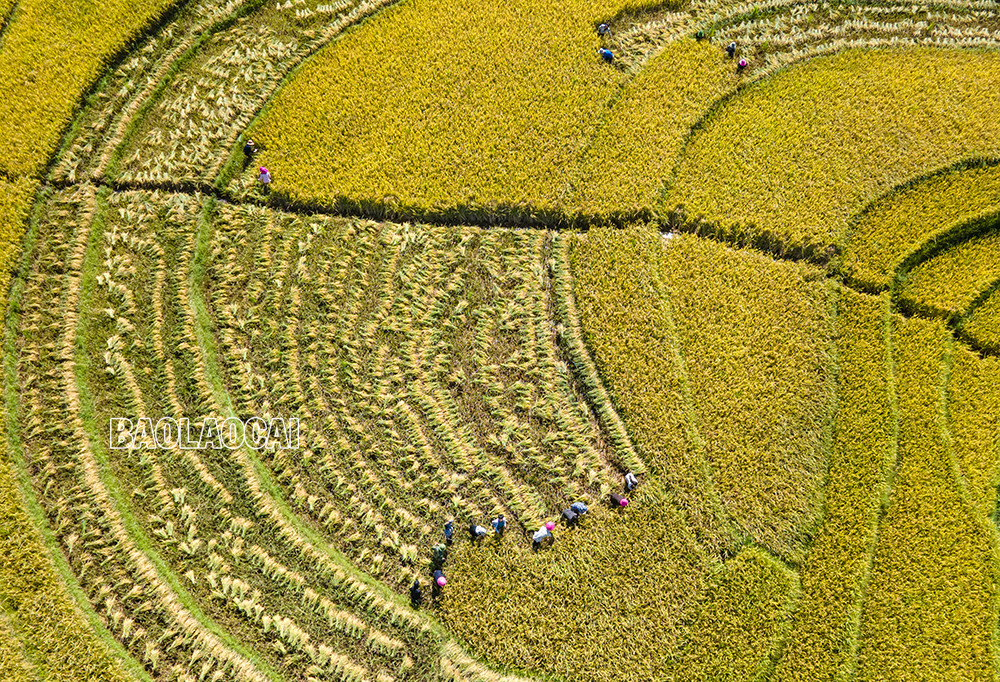 Quyến rũ mùa thu vàng Bát Xát ảnh 3 Quyến rũ mùa thu vàng Bát Xát ảnh 3