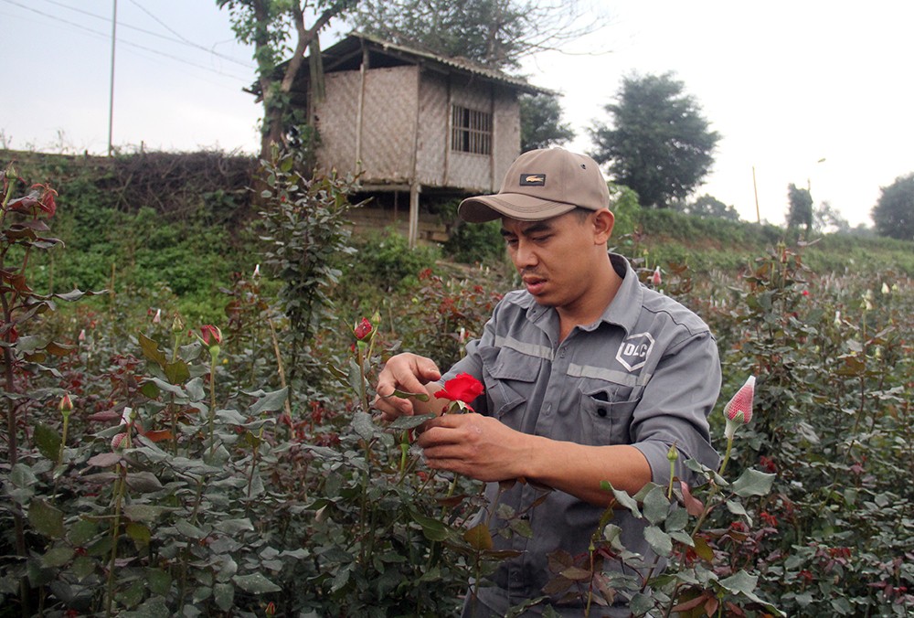 Nhộn nhịp làng hoa ven đô ảnh 2