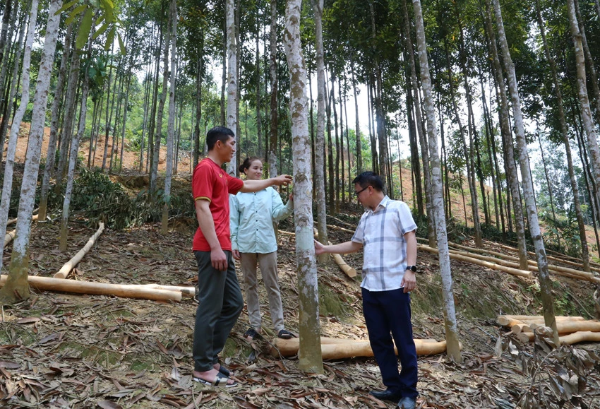 Vợ chồng anh An trao đổi với cán bộ xã về chất lượng cây quế.