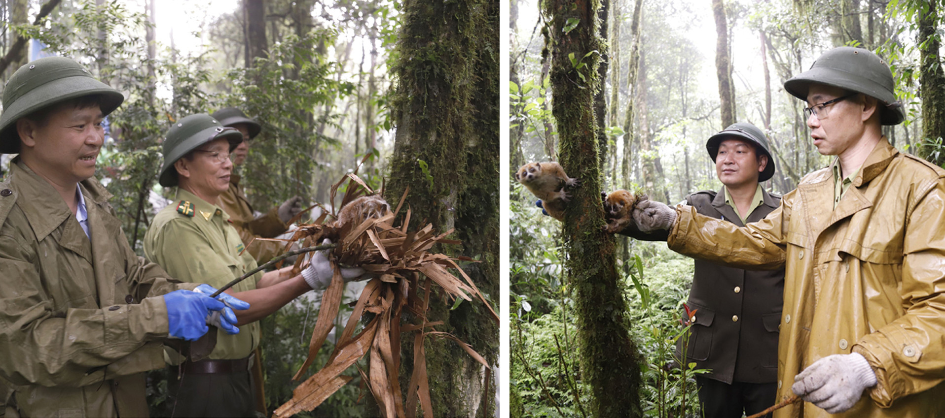 Tái thả cá thể cu li nhỏ về môi trường tự nhiên. Tái thả cá thể cu li nhỏ về môi trường tự nhiên.