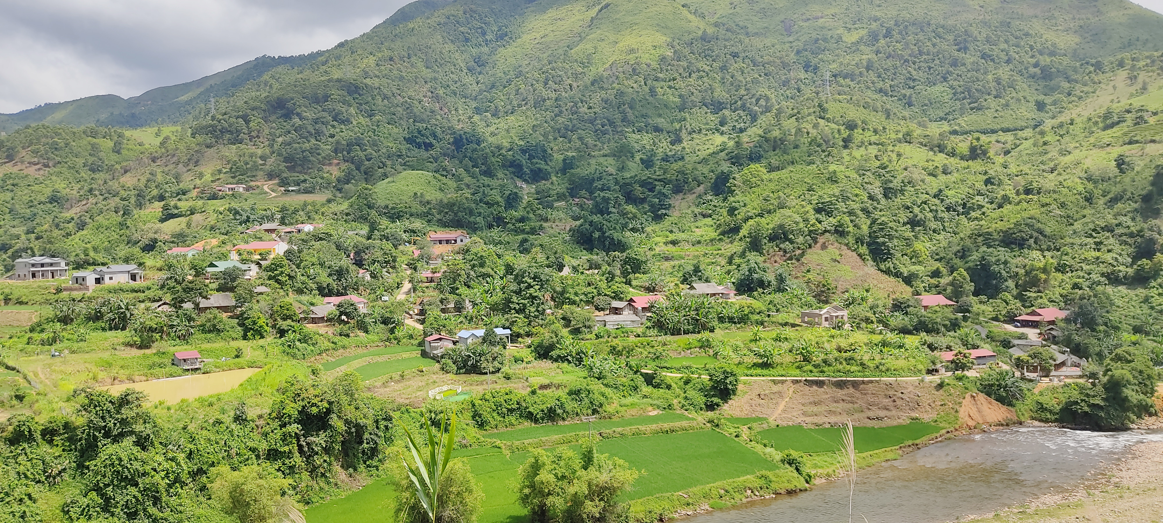 Rừng được phủ xanh, người dân có thu nhập ảnh 3