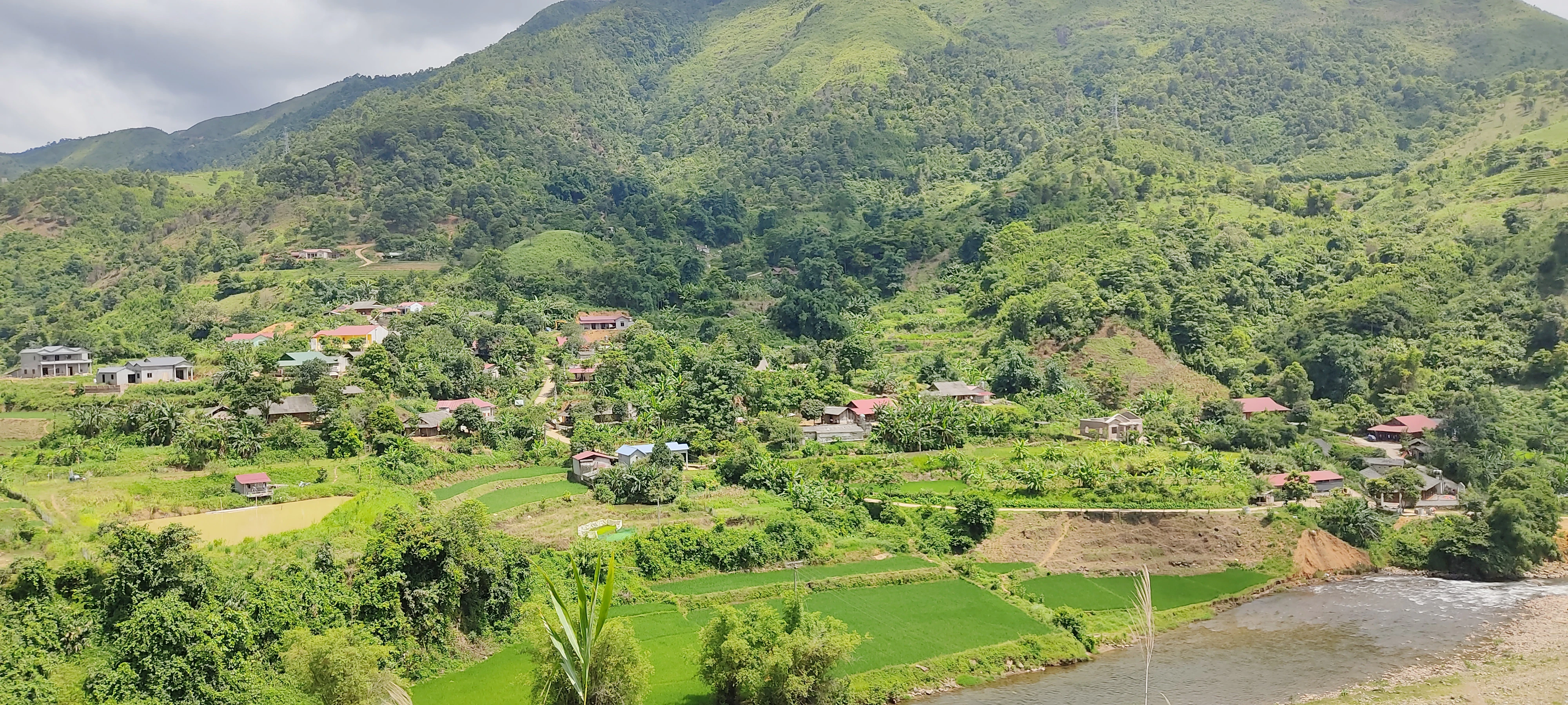 Rừng được phủ xanh, người dân có thu nhập ảnh 3