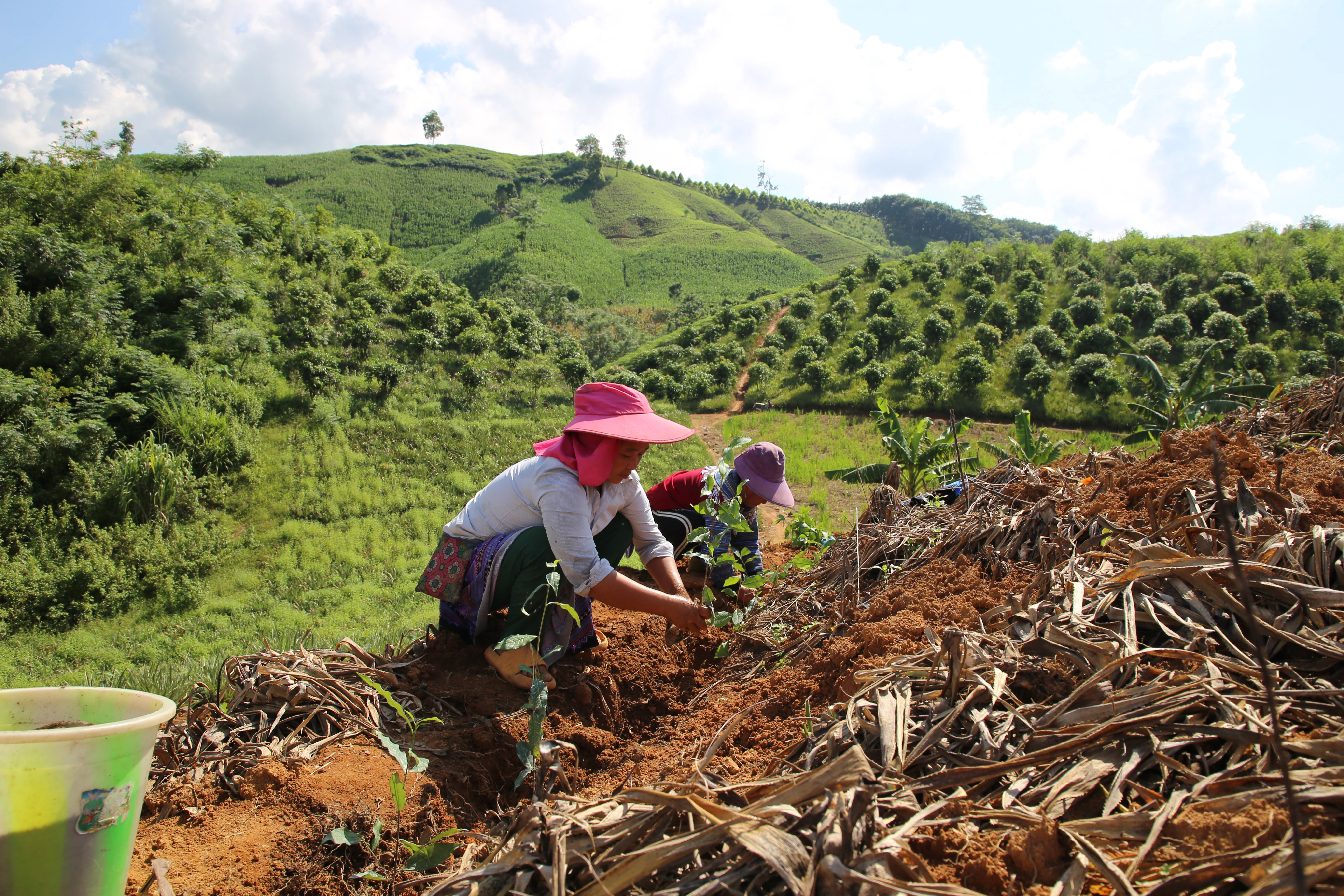 Nông dân xã Bản Lầu (Mường Khương) chuyển đổi đất trồng chuối sang trồng chè.