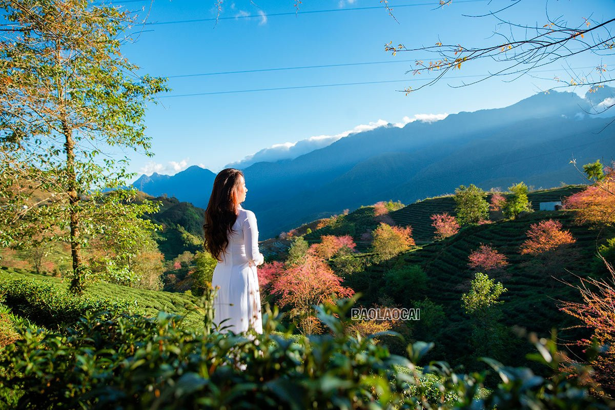 Du khách thích thú ngắm hoa anh đào Sa Pa ảnh 4