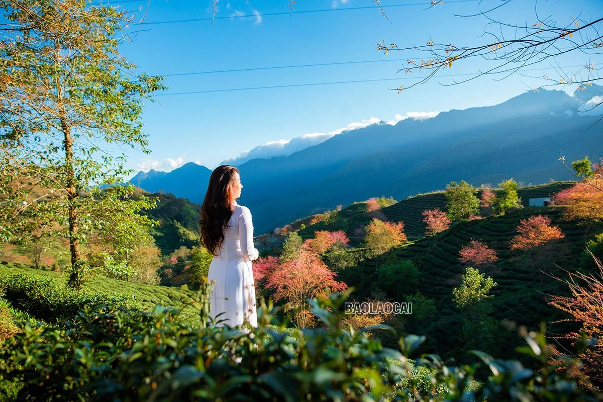 Du khách thích thú ngắm hoa anh đào Sa Pa ảnh 4