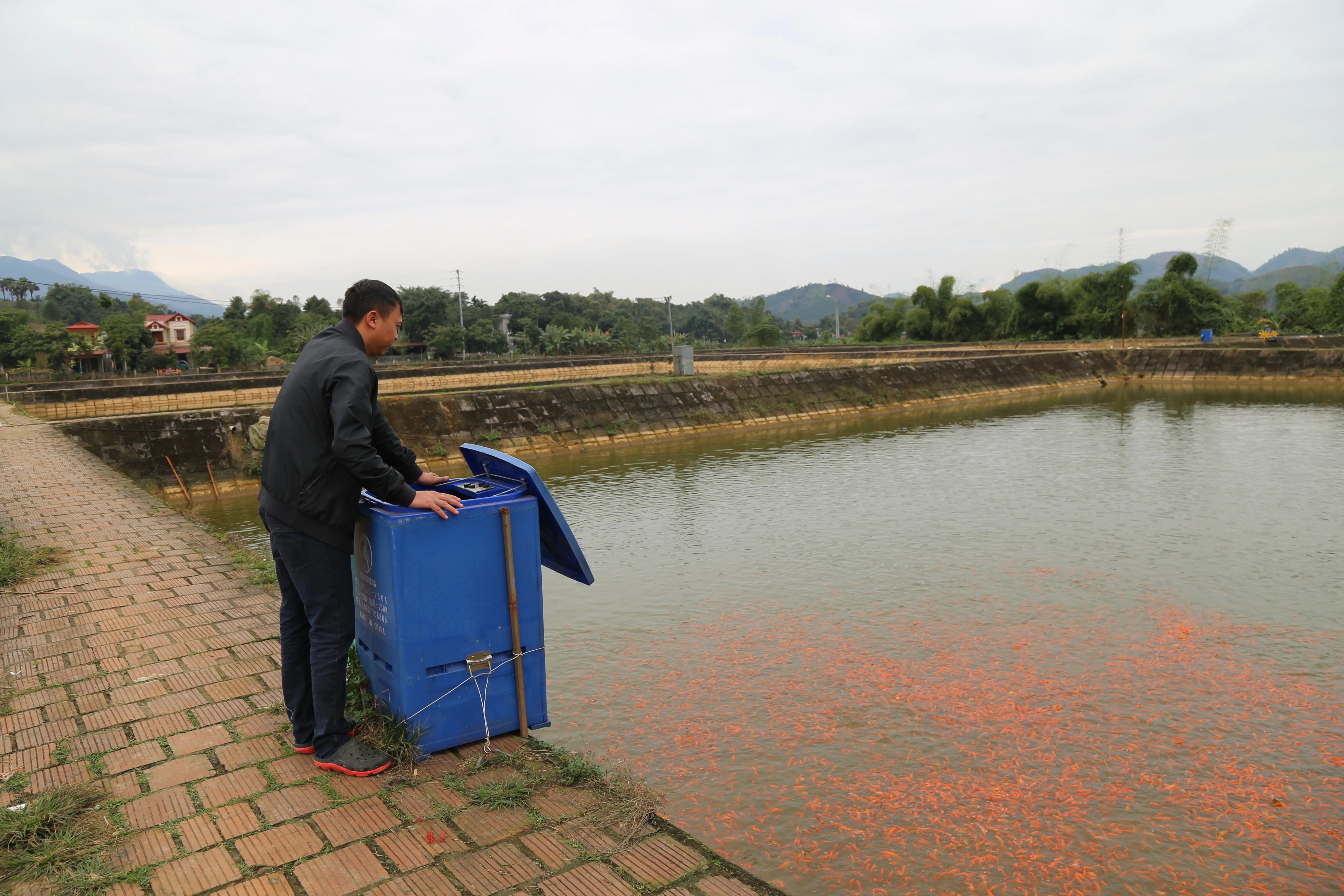 Tất bật thu hoạch cá chép đỏ phục vụ Tết ông Công, ông Táo ảnh 1