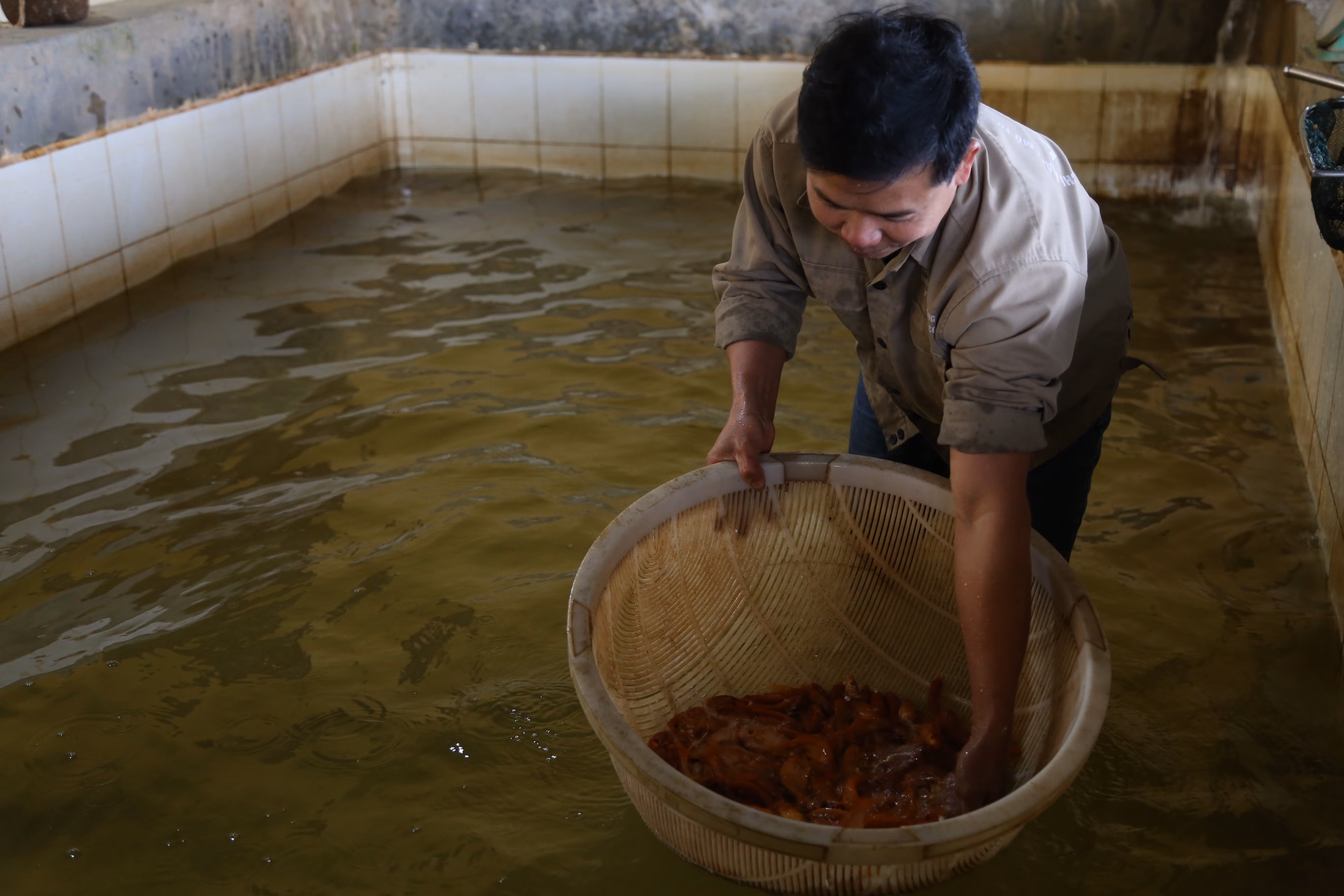 Tất bật thu hoạch cá chép đỏ phục vụ Tết ông Công, ông Táo ảnh 3