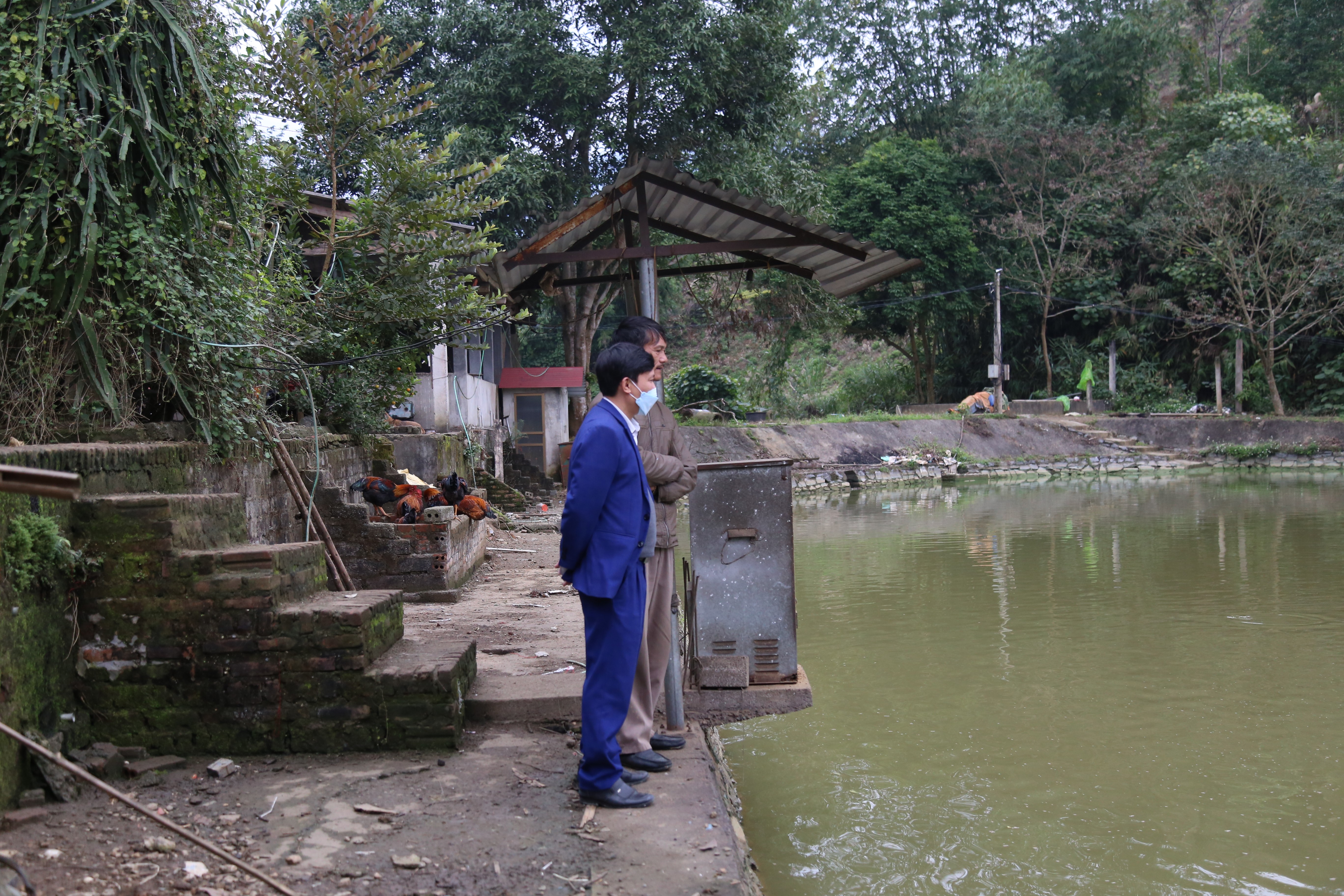 Tất bật thu hoạch cá chép đỏ phục vụ Tết ông Công, ông Táo ảnh 2