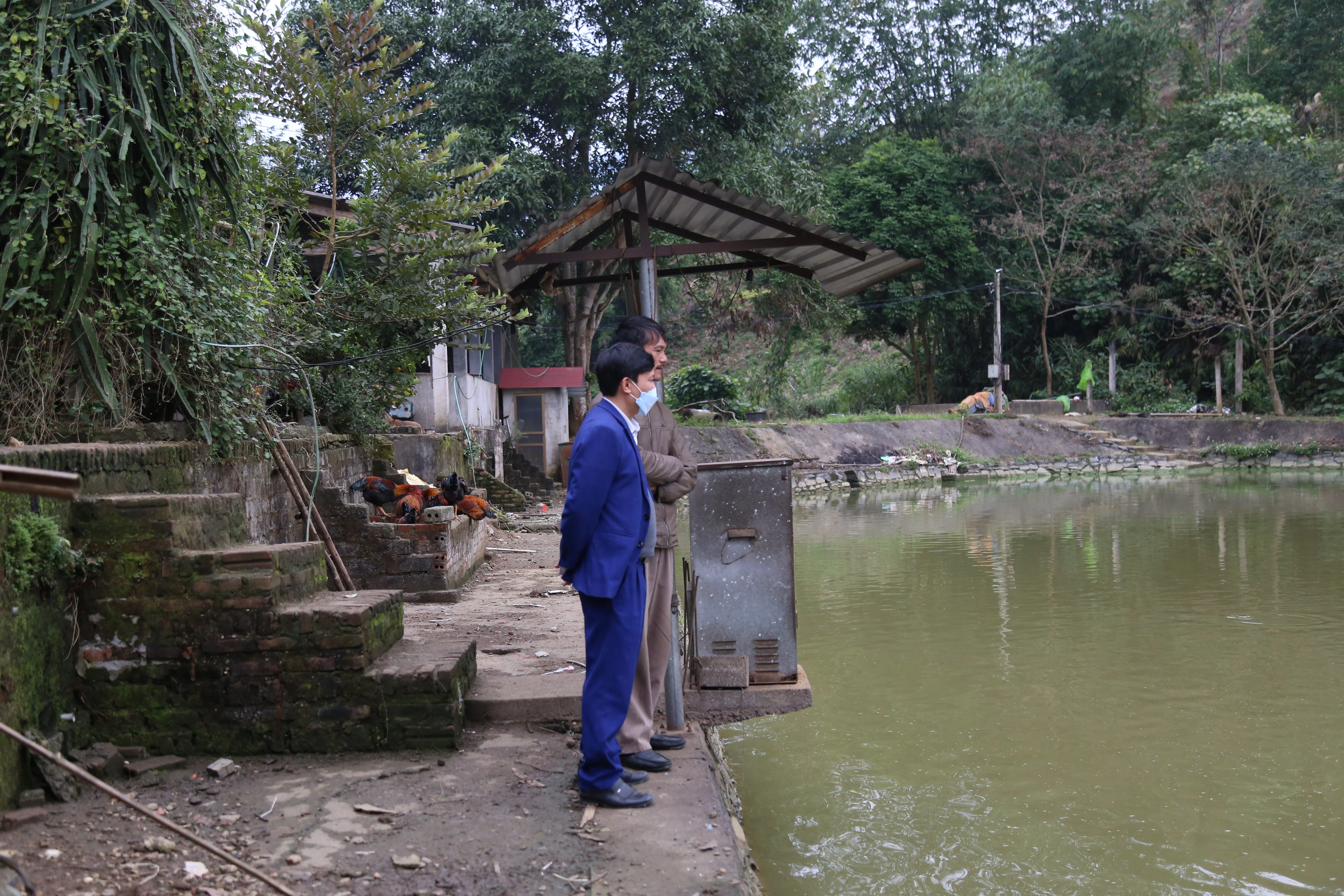 Tất bật thu hoạch cá chép đỏ phục vụ Tết ông Công, ông Táo ảnh 2