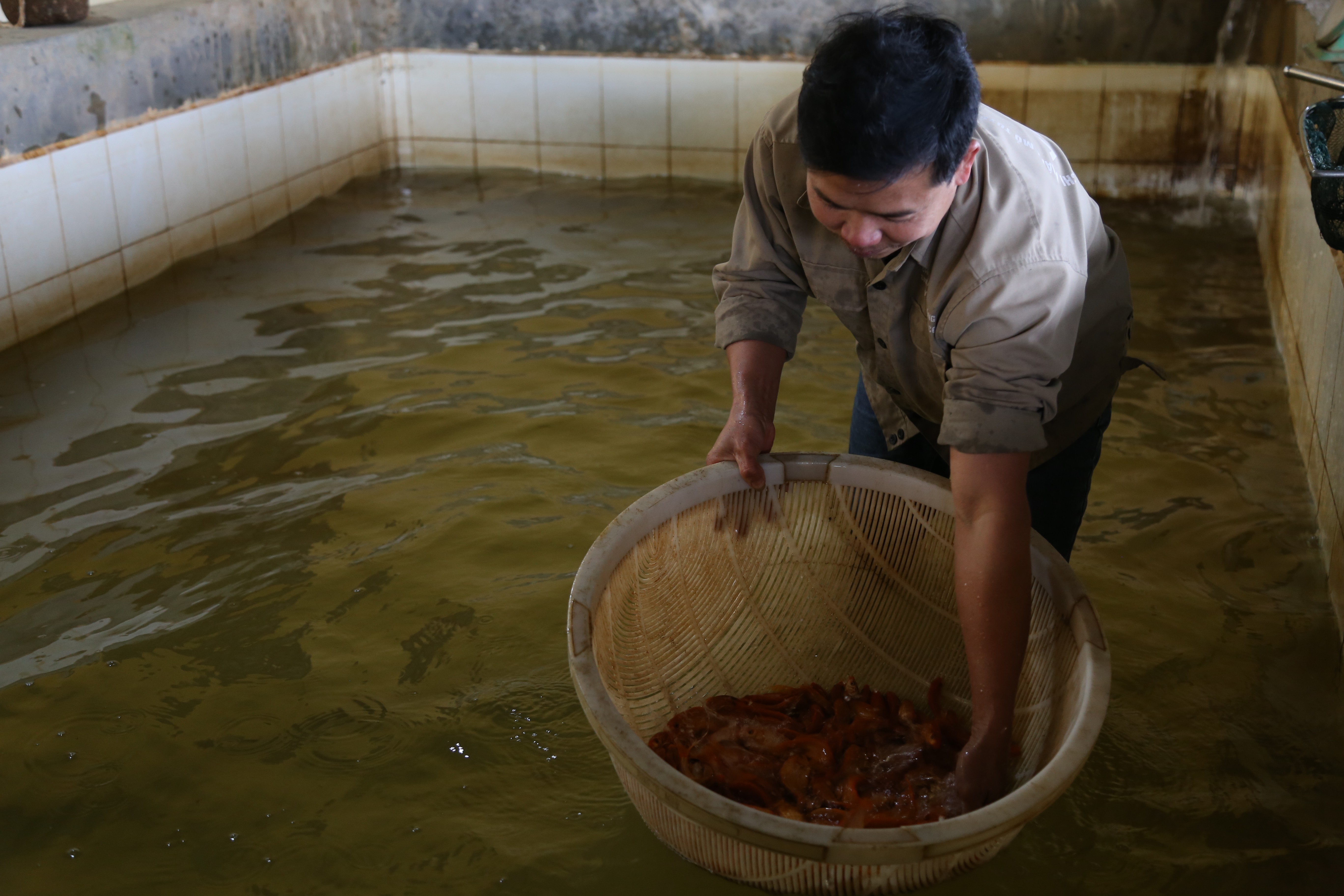 Tất bật thu hoạch cá chép đỏ phục vụ Tết ông Công, ông Táo ảnh 3