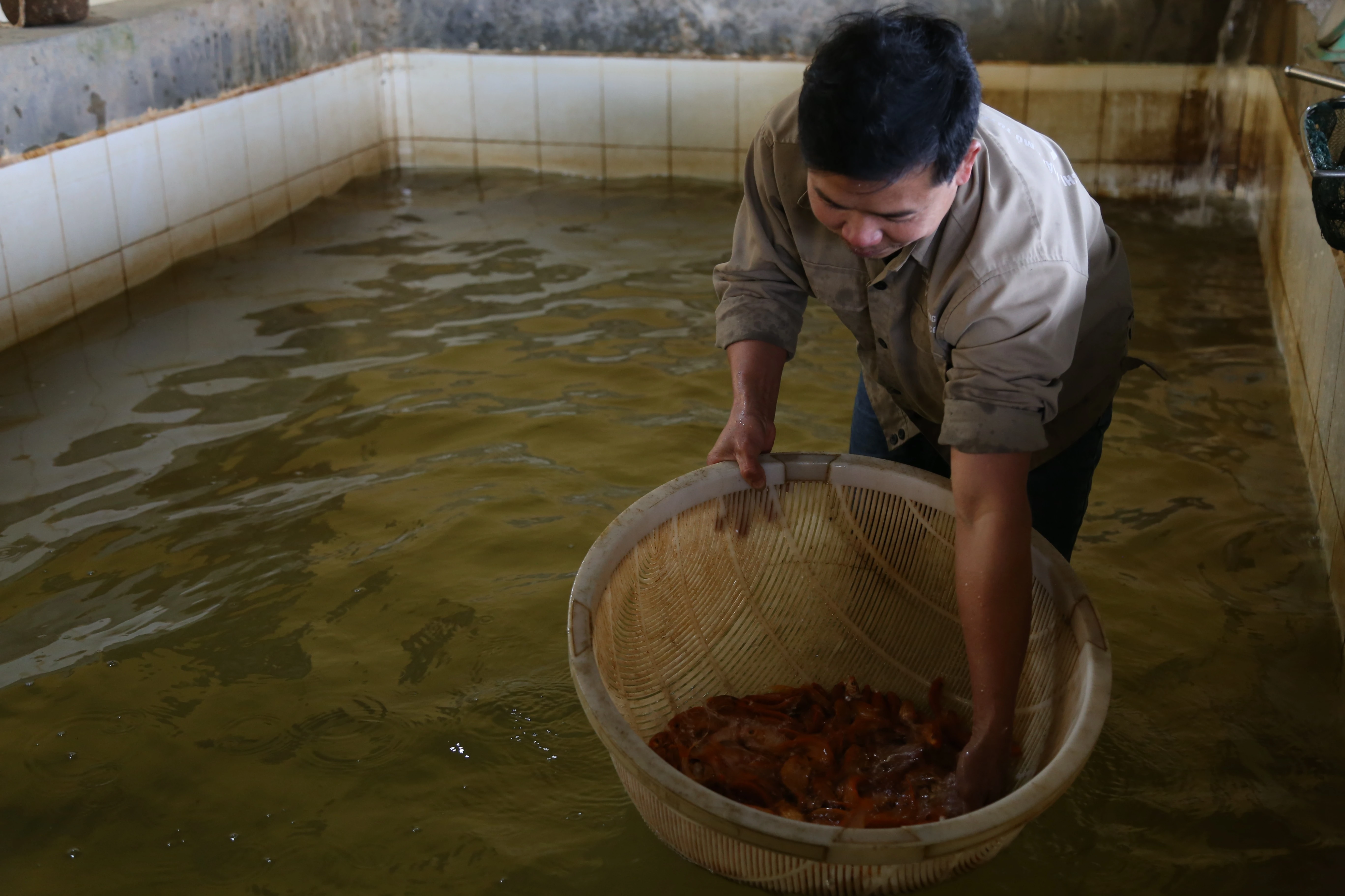 Tất bật thu hoạch cá chép đỏ phục vụ Tết ông Công, ông Táo ảnh 3