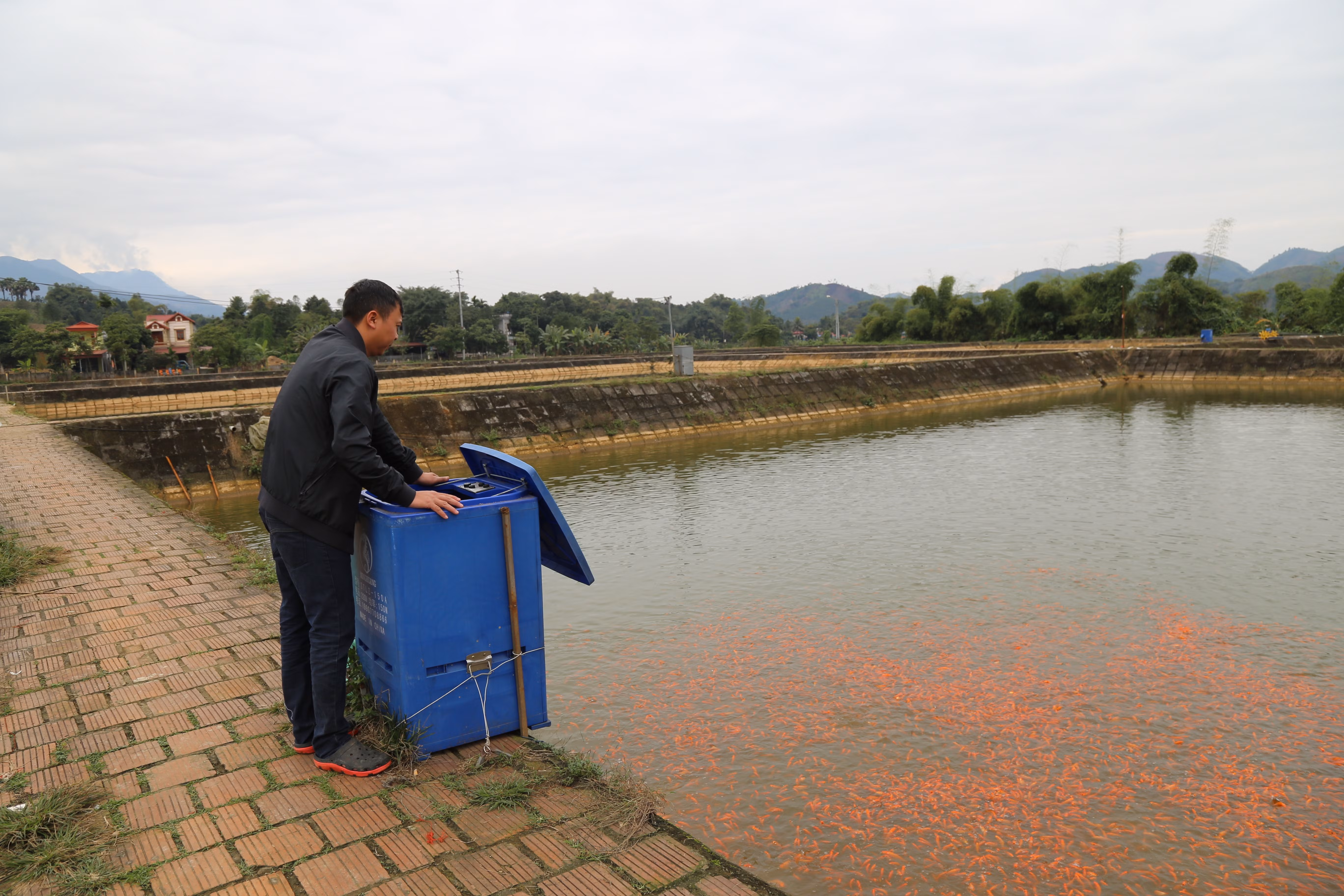 Tất bật thu hoạch cá chép đỏ phục vụ Tết ông Công, ông Táo ảnh 1