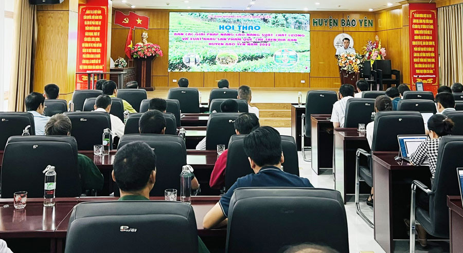 Bàn giải pháp nâng cao năng suất, chất lượng quế, chè huyện Bảo Yên ảnh 1