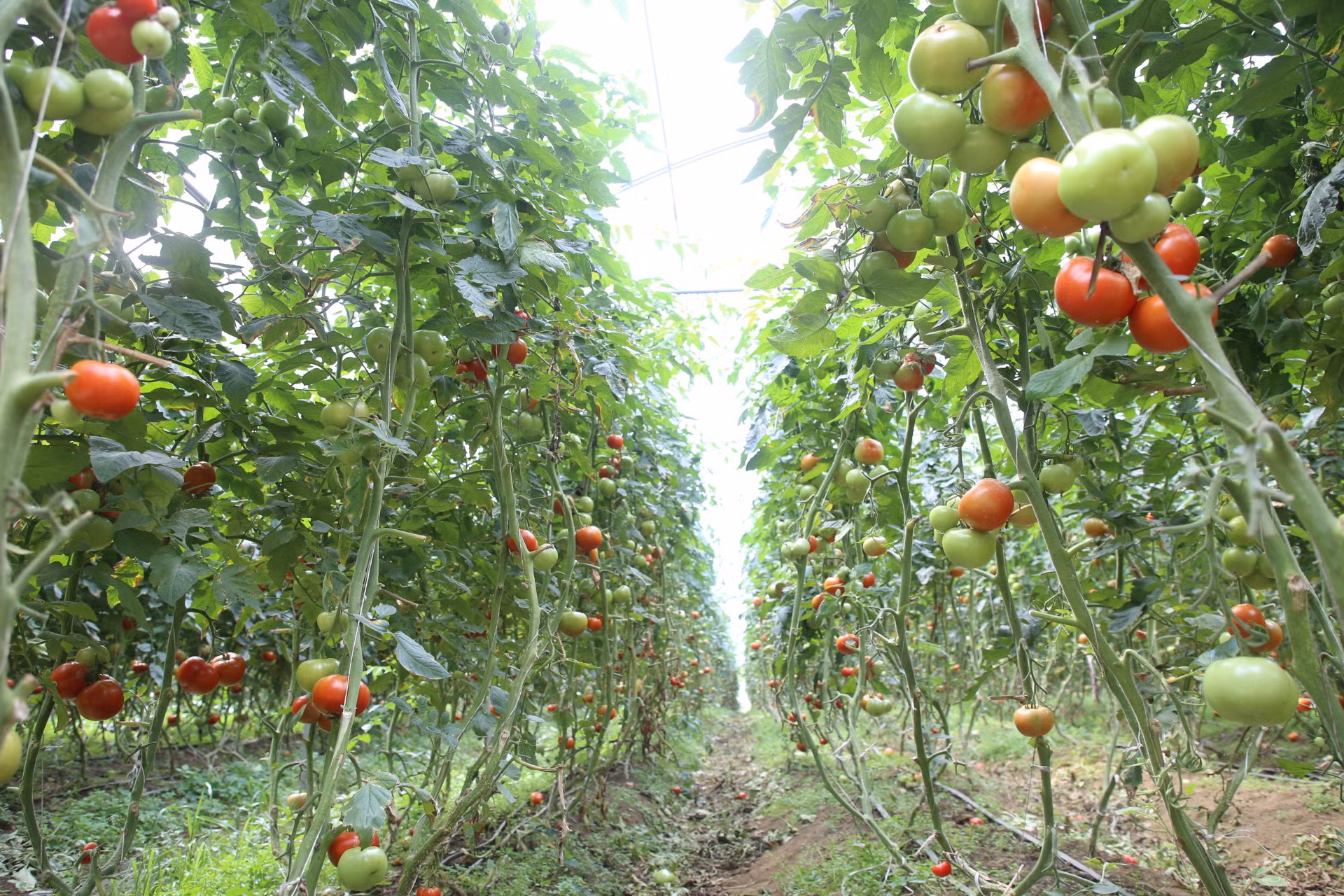 Giống cà chua Israel bén đất Sa Pa ảnh 1