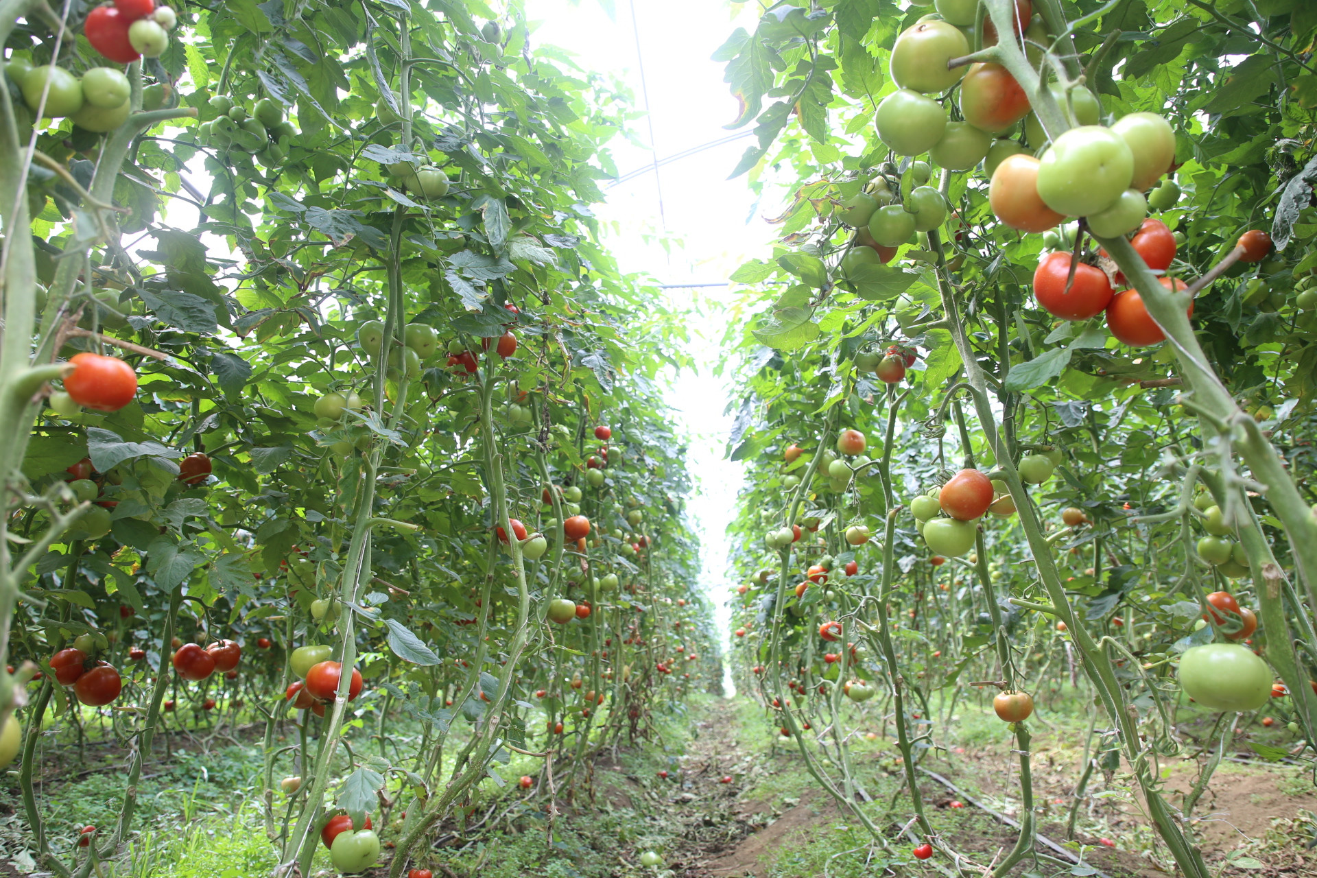 Giống cà chua Israel bén đất Sa Pa ảnh 1